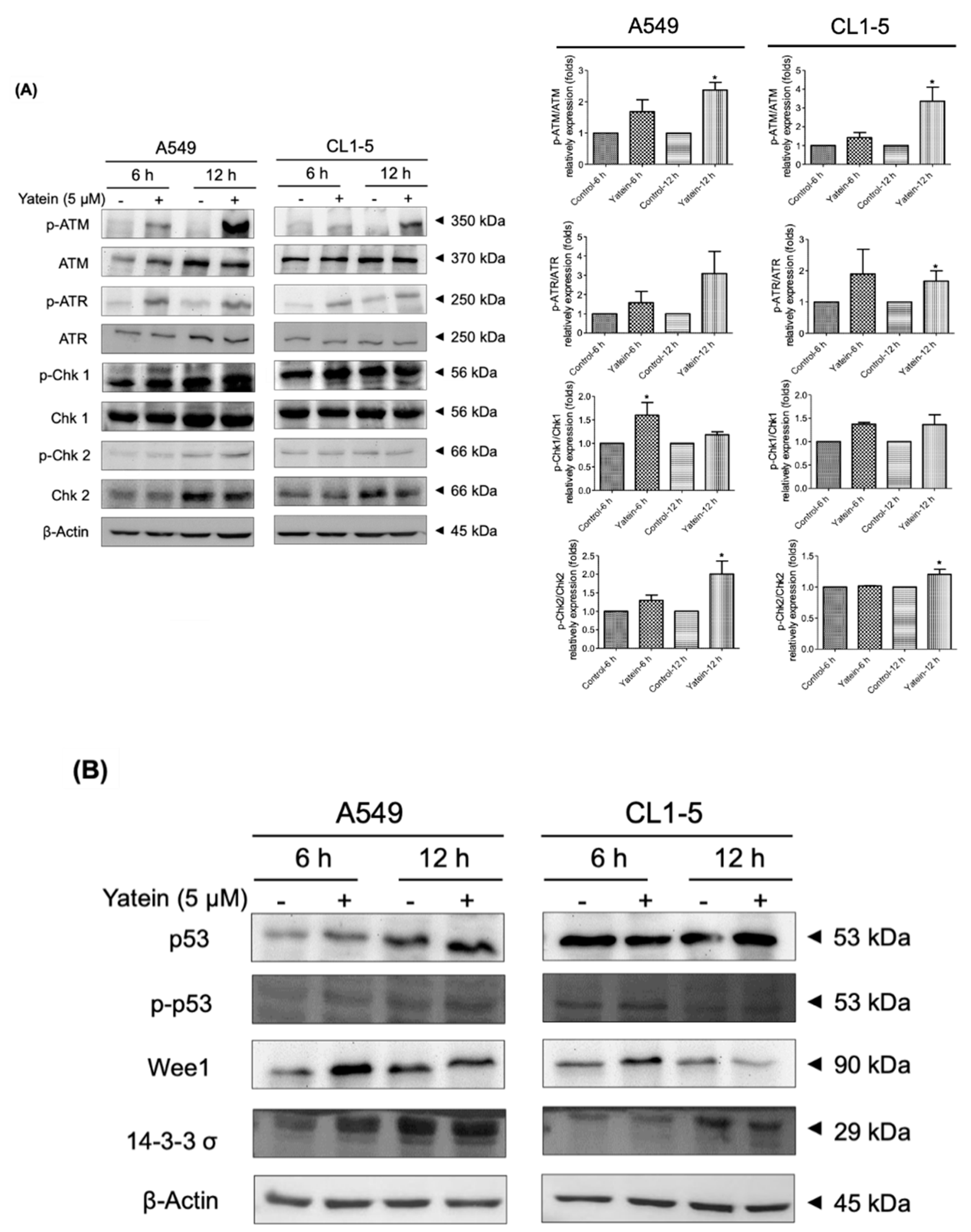 Cancers 11 01384 g004 Cancers 11 01384 g004