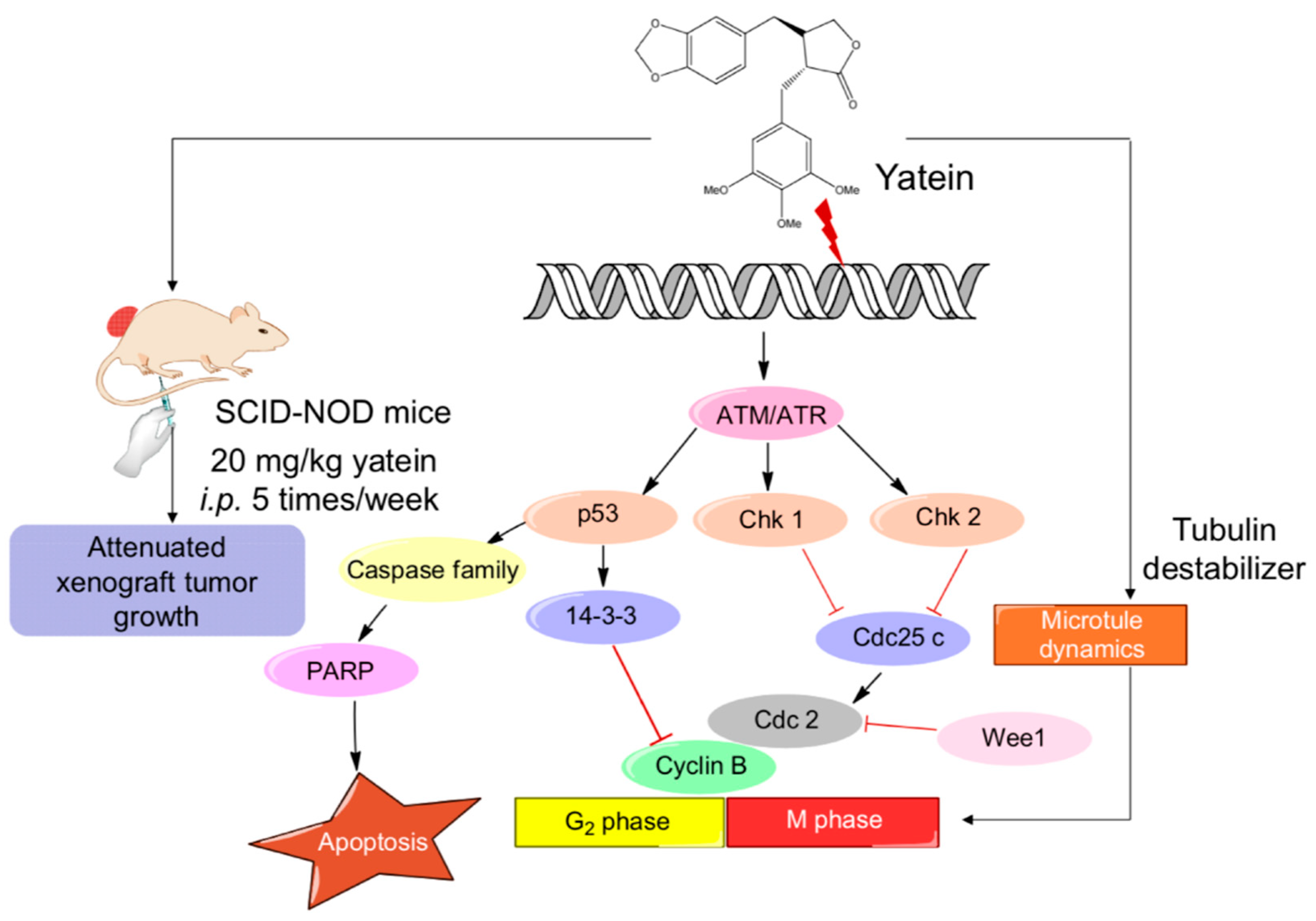 Cancers 11 01384 g007 Cancers 11 01384 g007