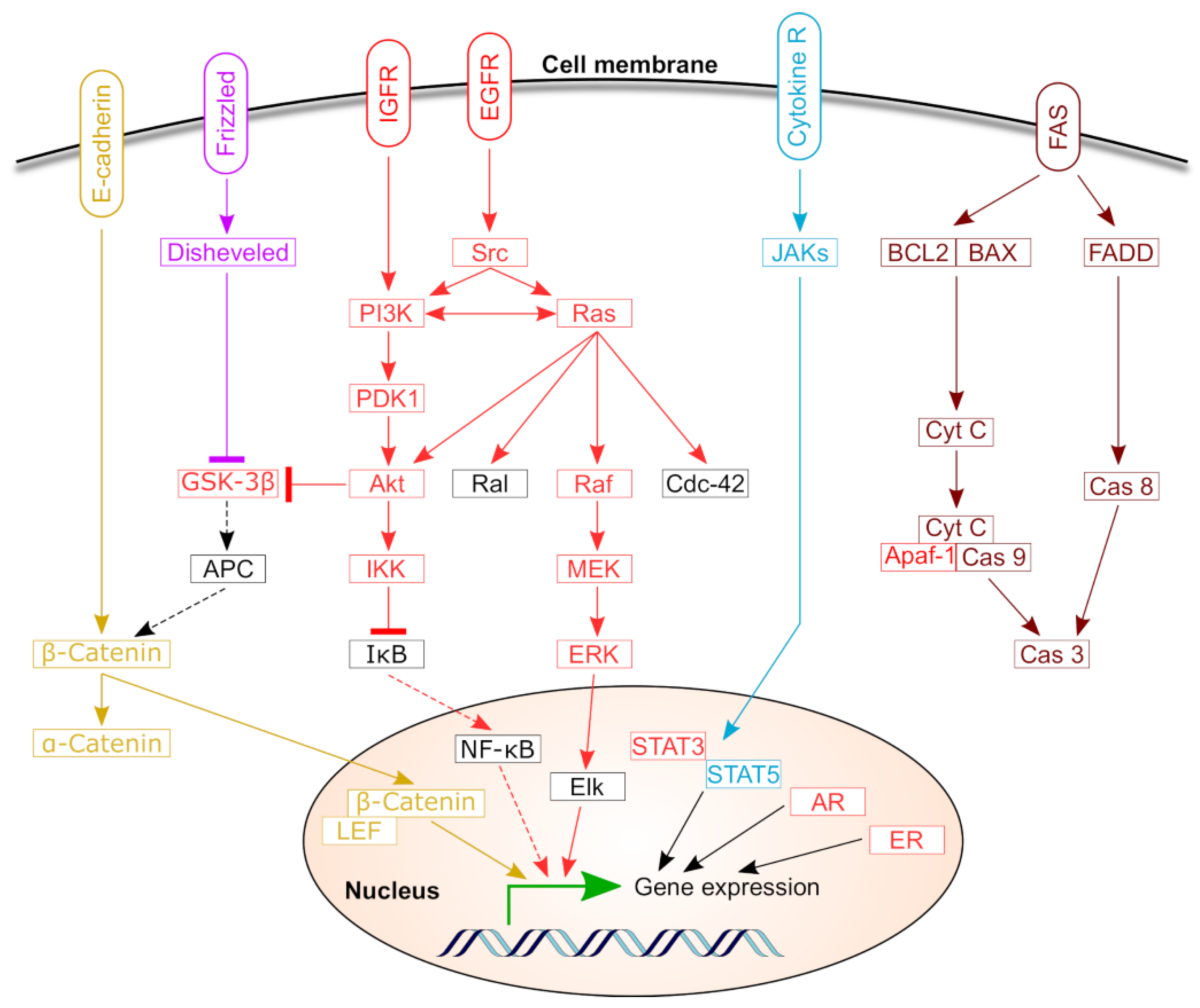 Cancers 11 01389 g003