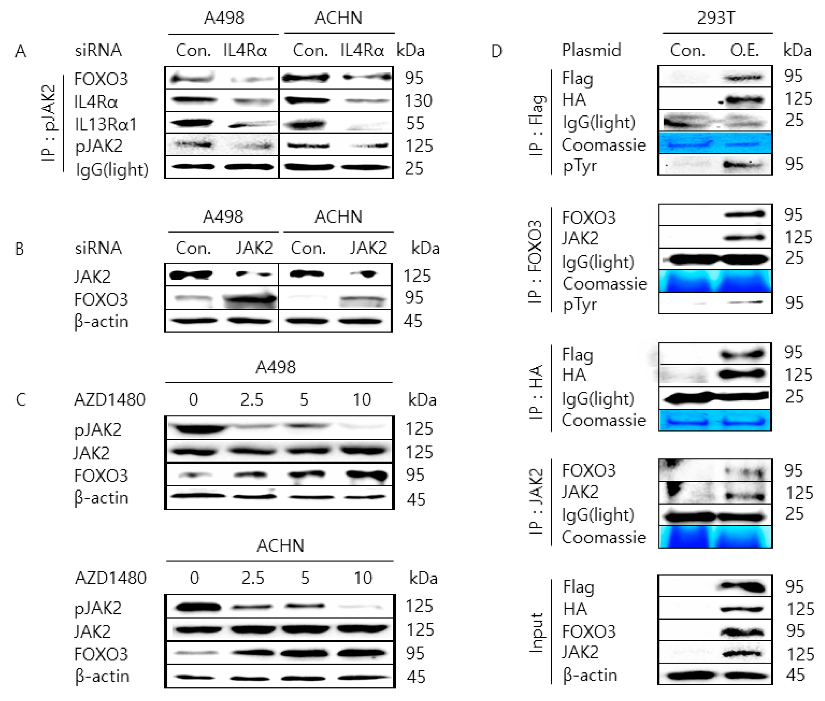 Cancers 11 01394 g003 Cancers 11 01394 g003