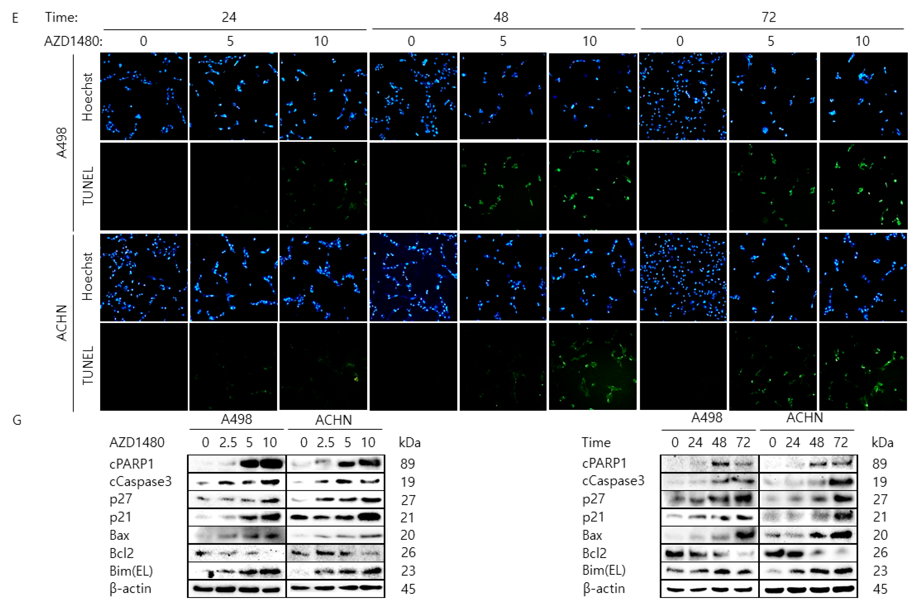Cancers 11 01394 g005b Cancers 11 01394 g005b