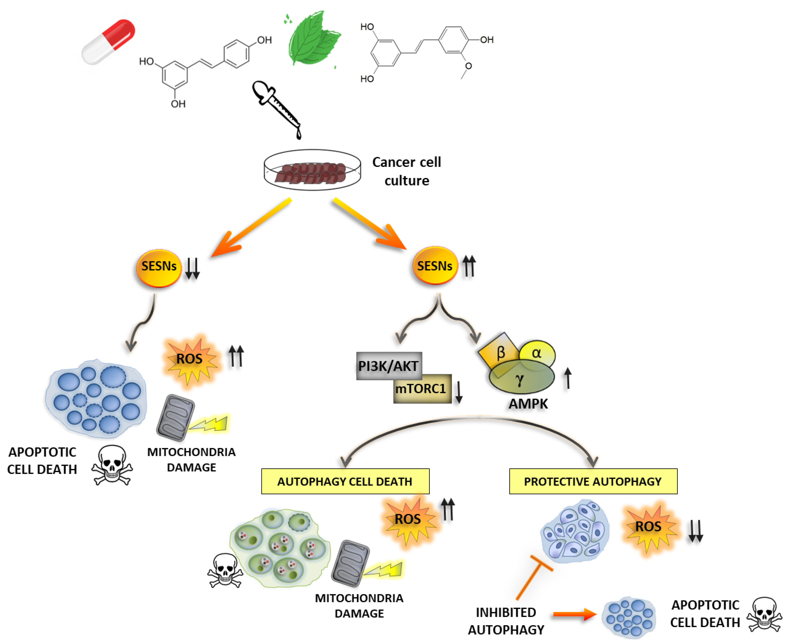 Cancers 11 01415 g003