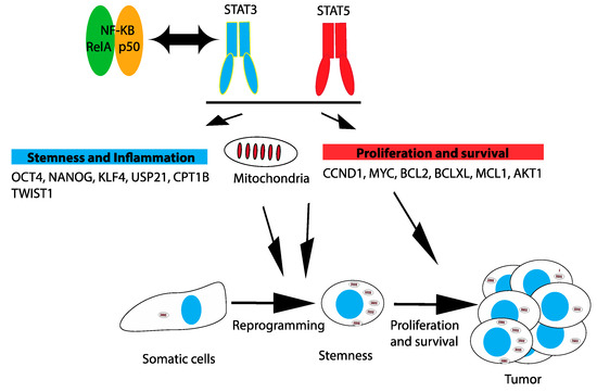 タイ Endophytic xylariaceous fungi from rice in northern Thailand