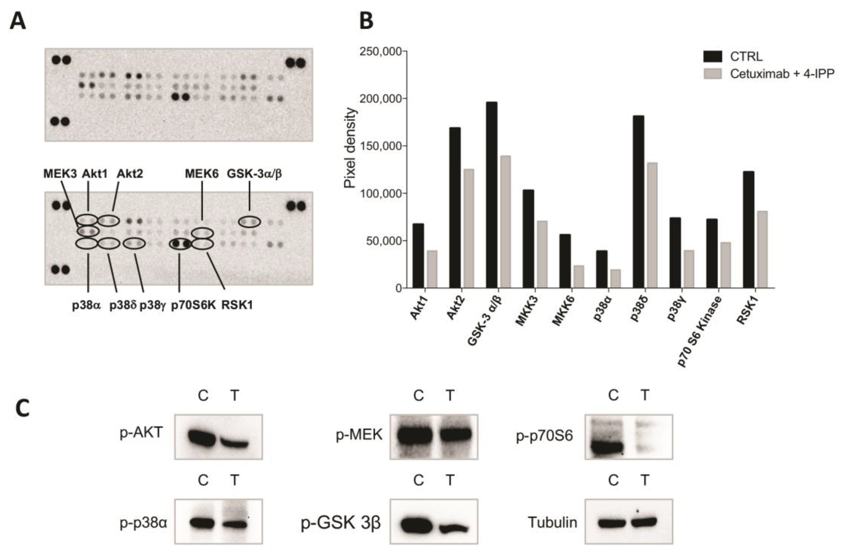Cancers 11 01430 g005 Cancers 11 01430 g005
