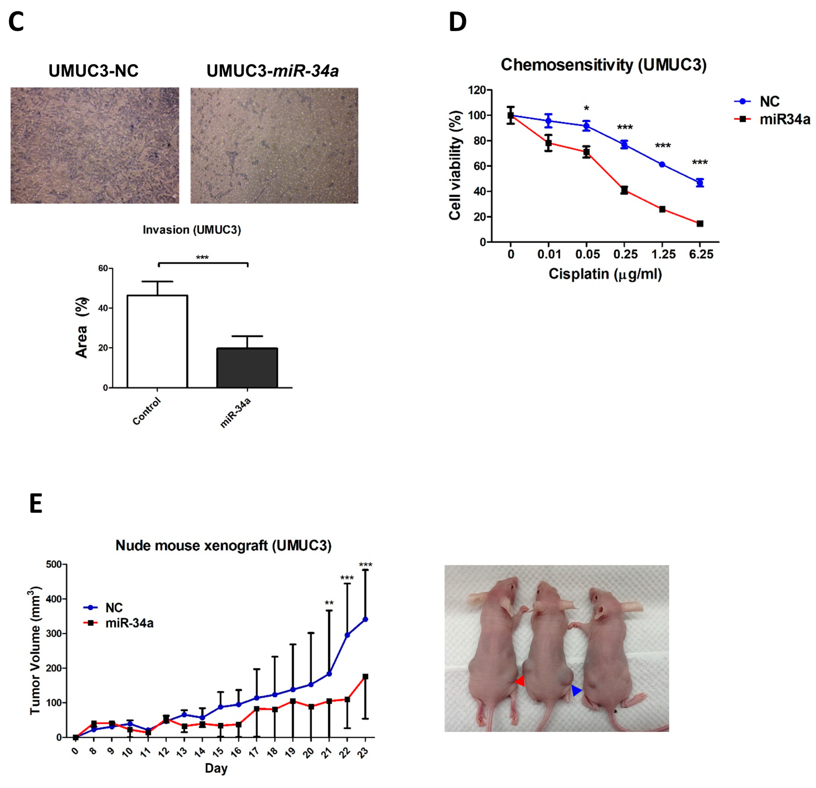 Cancers 11 01457 g008b Cancers 11 01457 g008b