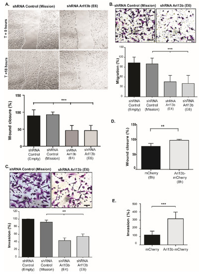 Arl13b Regulates Breast Cancer Cell Migration and Invasion by ...