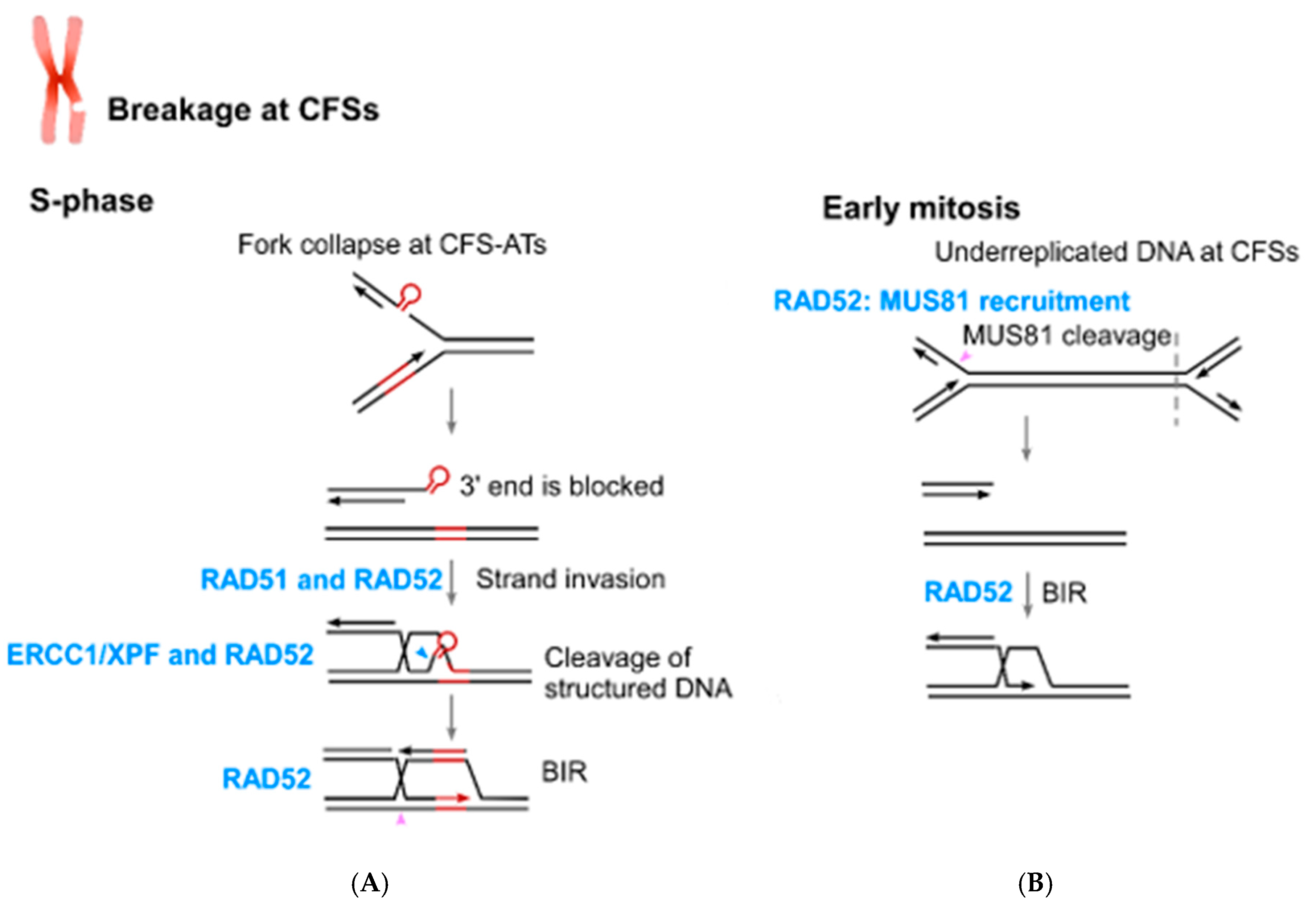 Cancers 11 01467 g003 Cancers 11 01467 g003