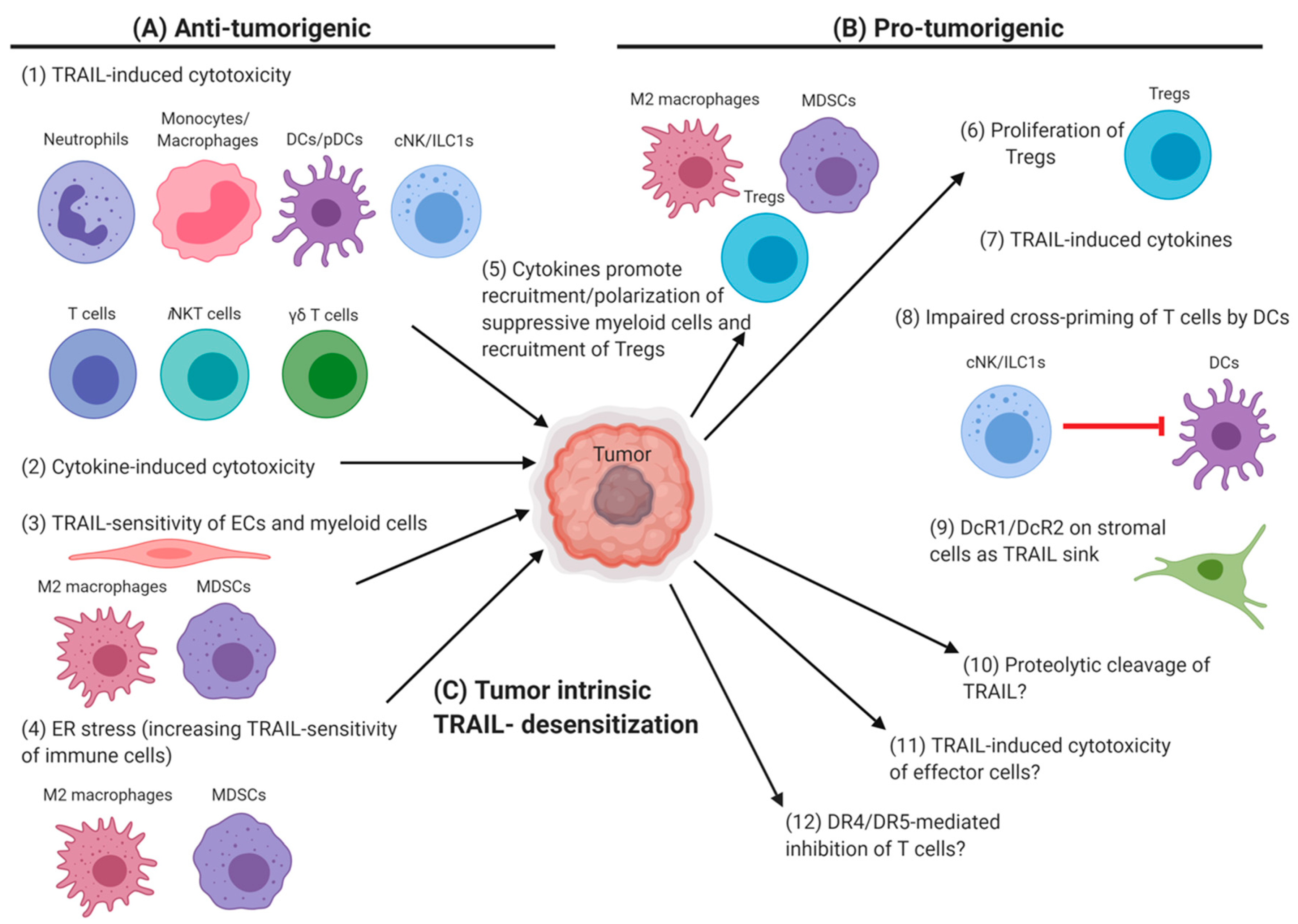 Cancers Free Full Text The Role Of Traildrs In The Modulation Of