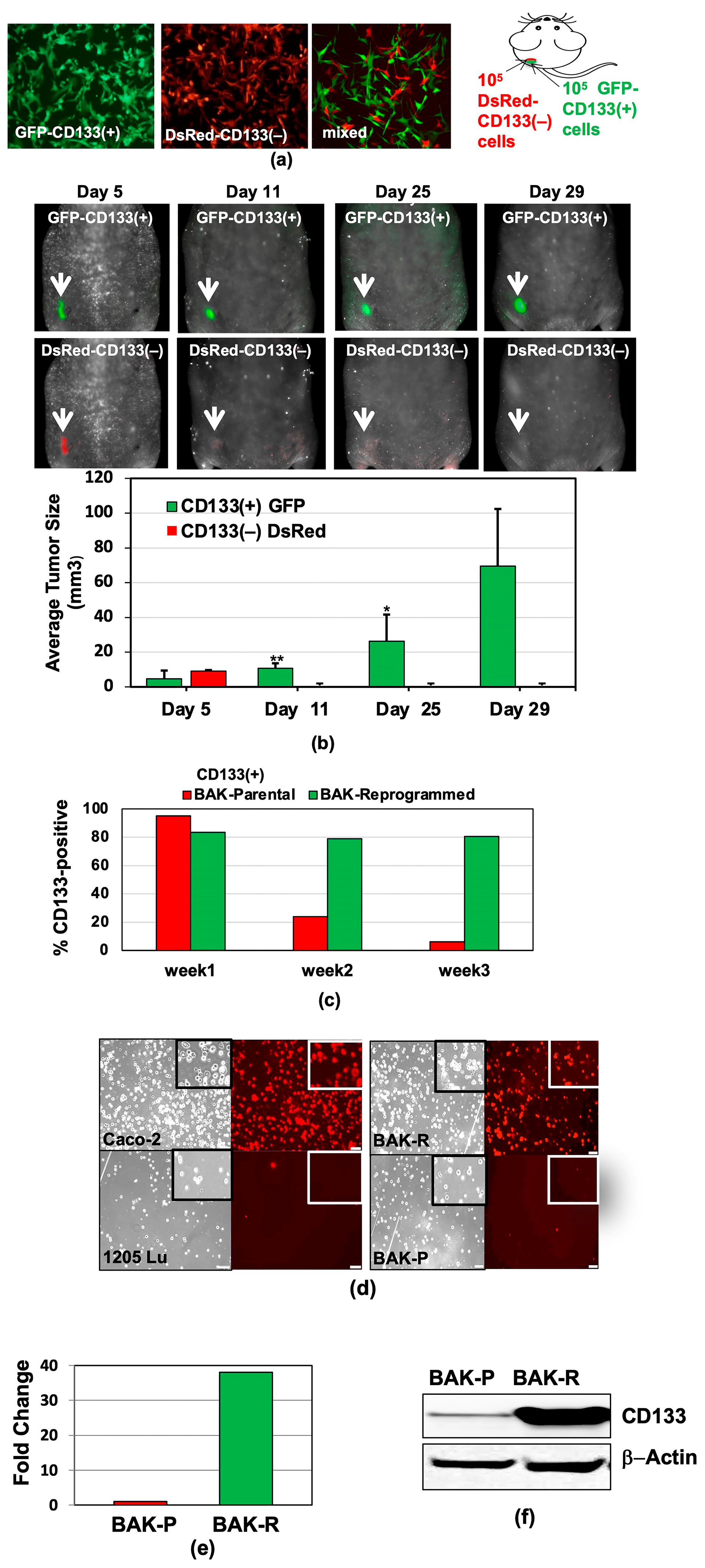 Cancers 11 01490 g001 Cancers 11 01490 g001