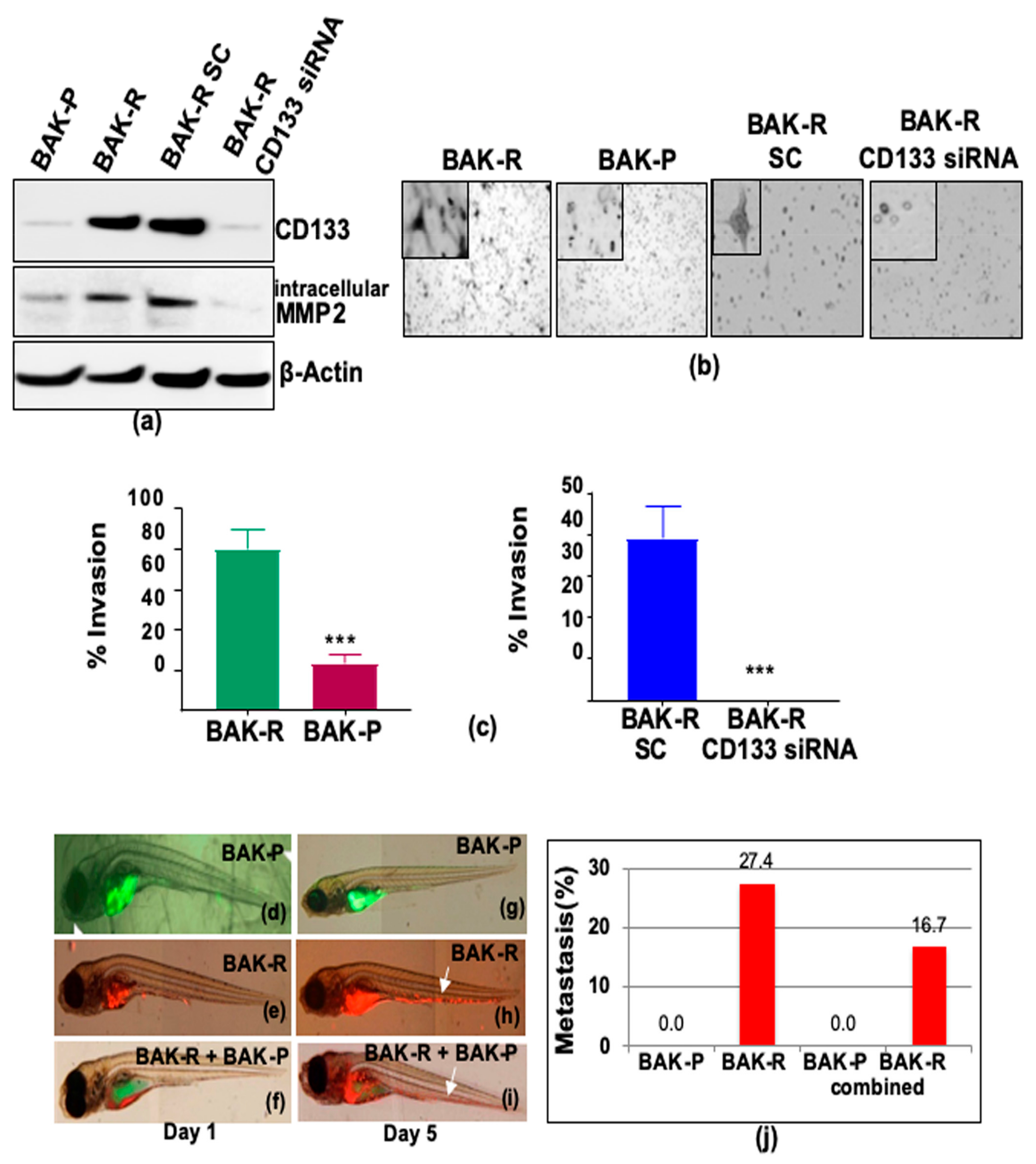 Cancers 11 01490 g003 Cancers 11 01490 g003