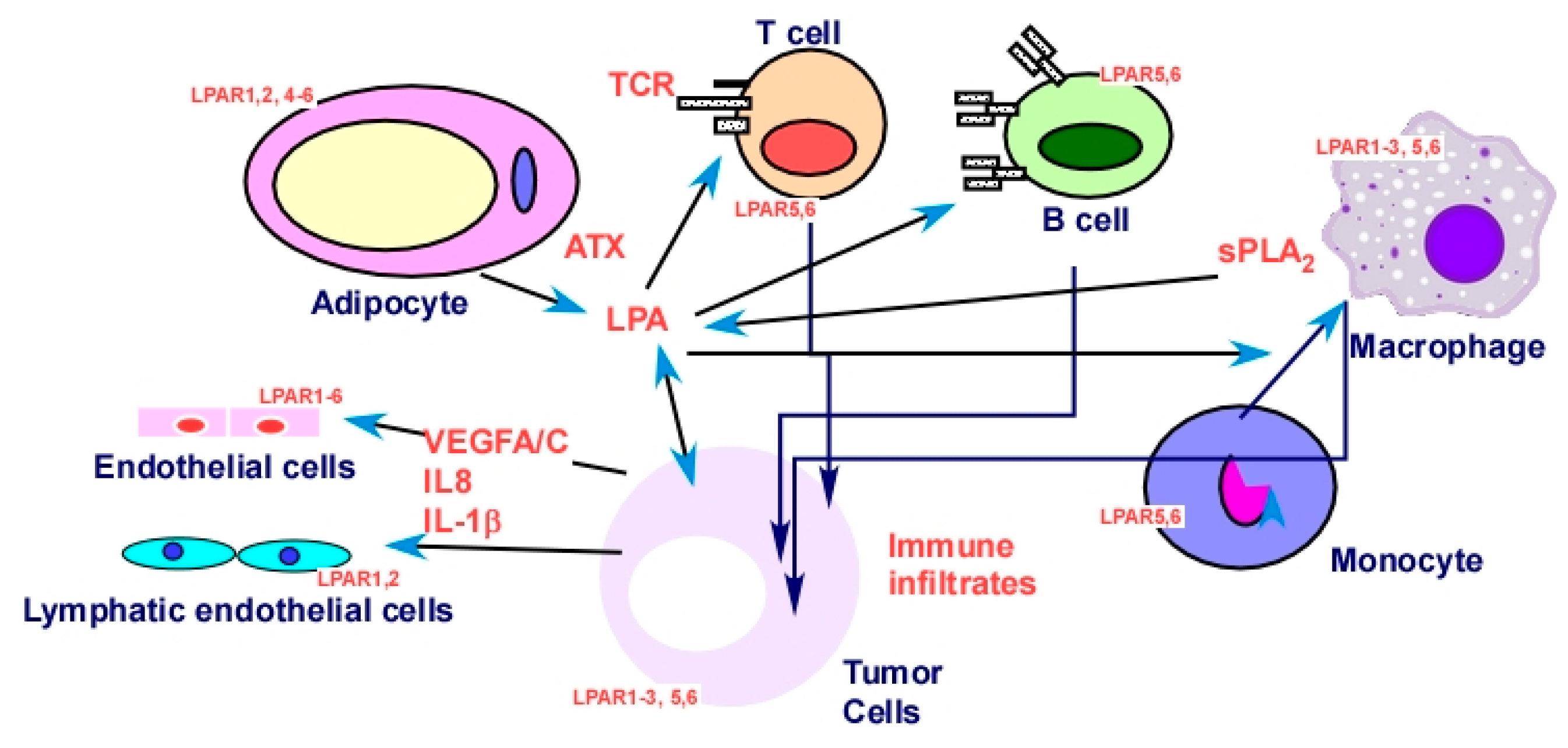 Cancers 11 01523 g005