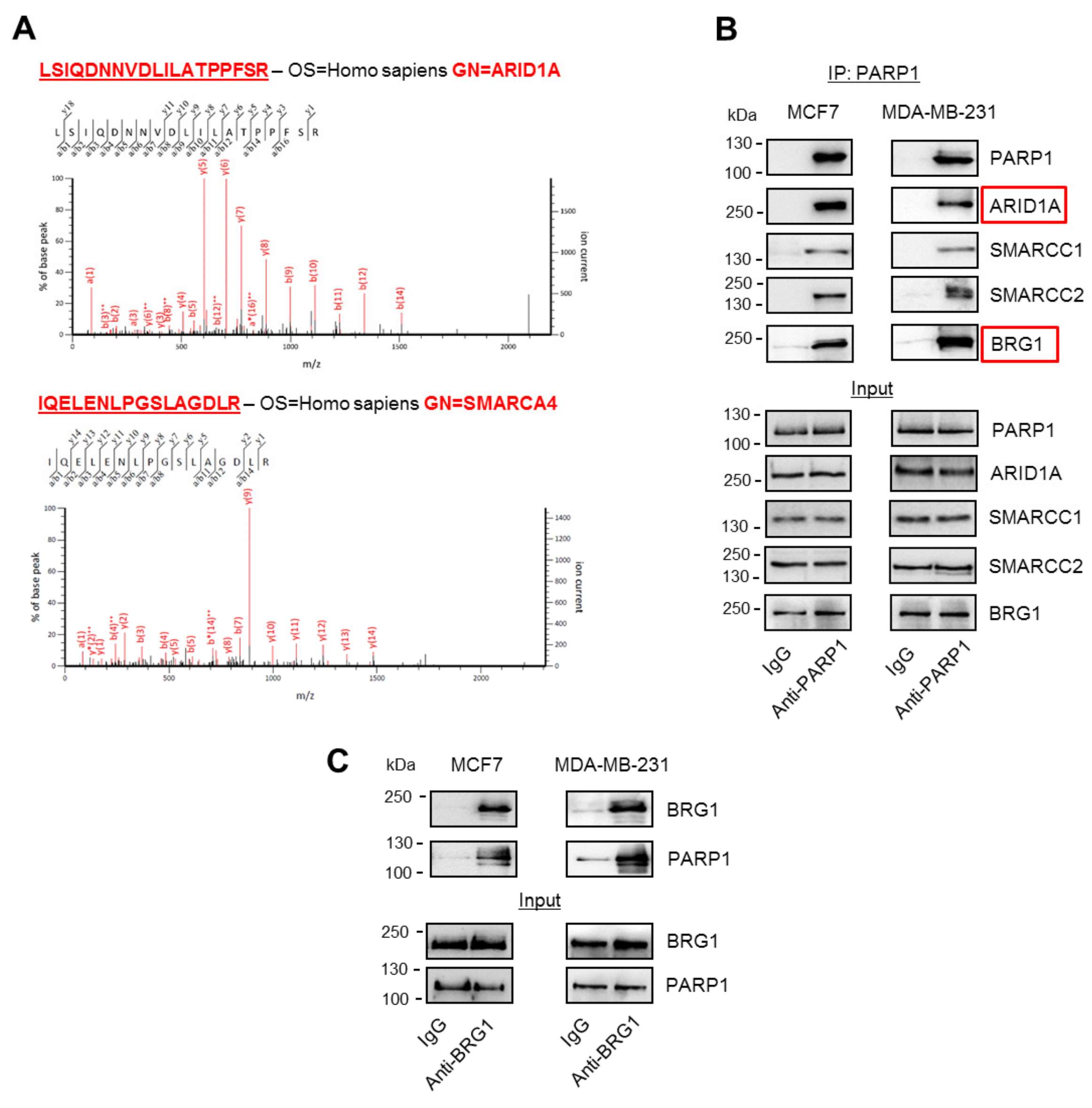 Cancers 11 01539 g001