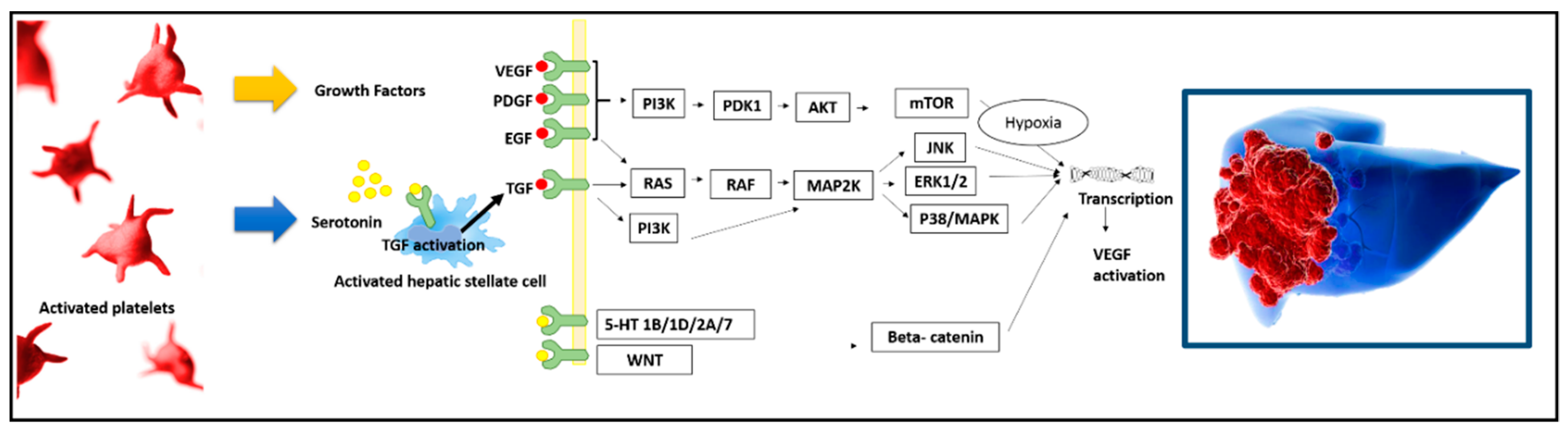 Cancers 11 01568 g001 Cancers 11 01568 g001