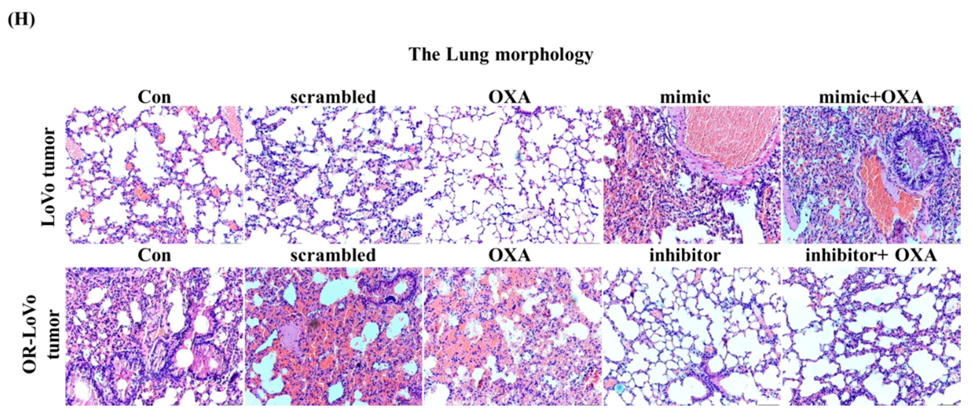 Cancers 11 01576 g005c Cancers 11 01576 g005c