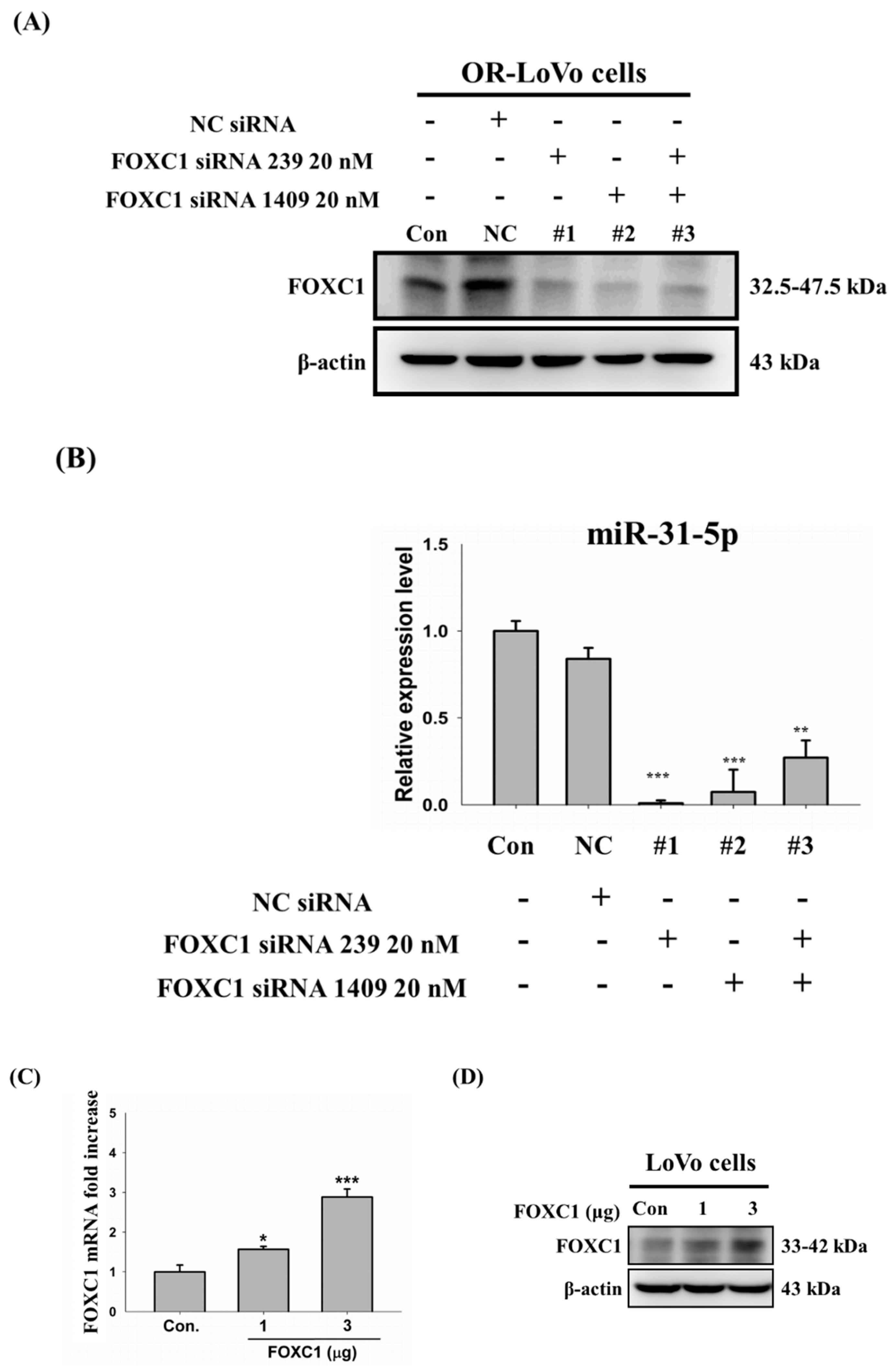Cancers 11 01576 g007a Cancers 11 01576 g007a