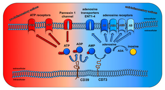 Cancers Free Full Text The Cd73 Ado System A New Player In Rt Induced Adverse Late Effects Html