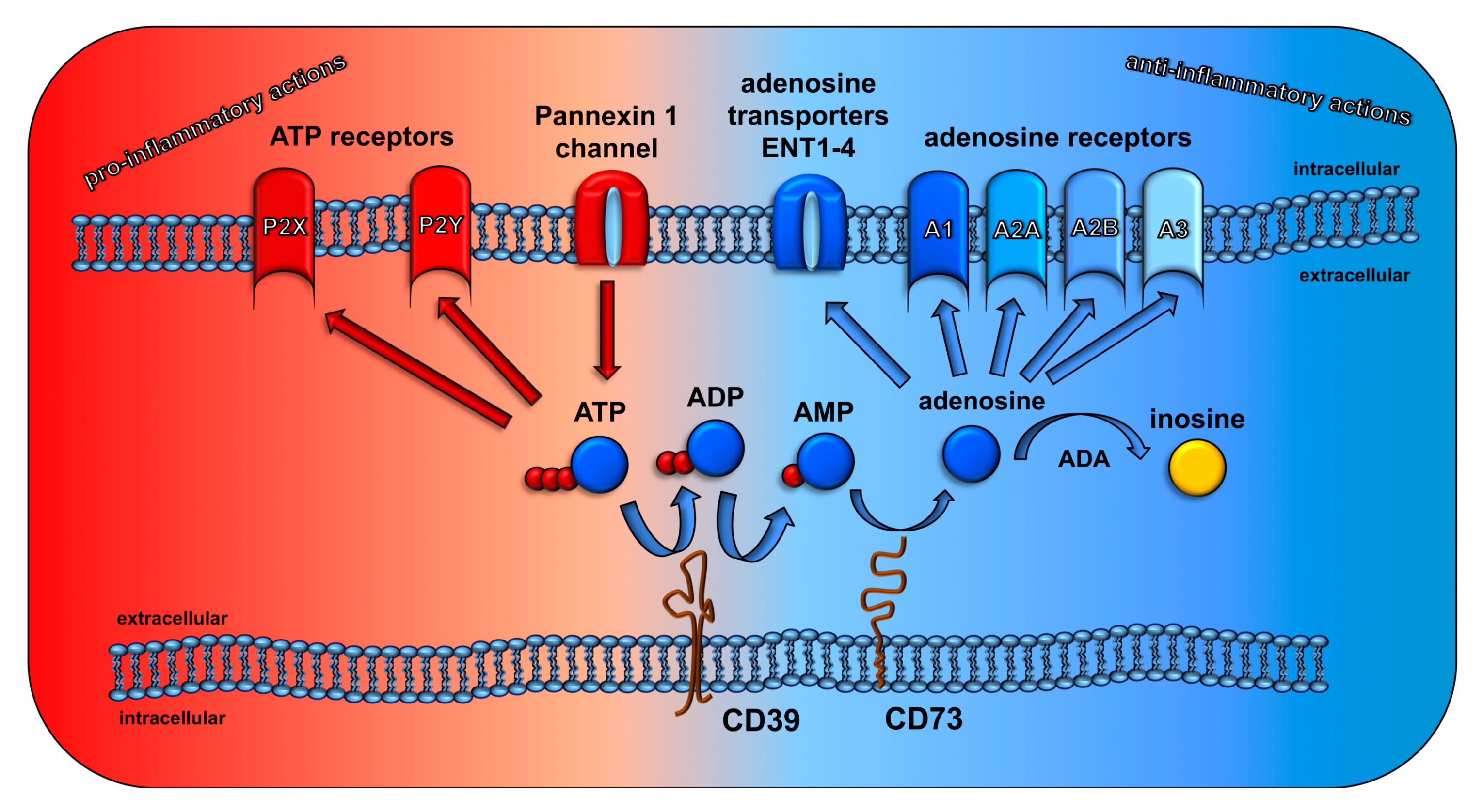 Cancers Free Full Text The Cd73 Ado System A New Player In Rt Induced Adverse Late Effects Html