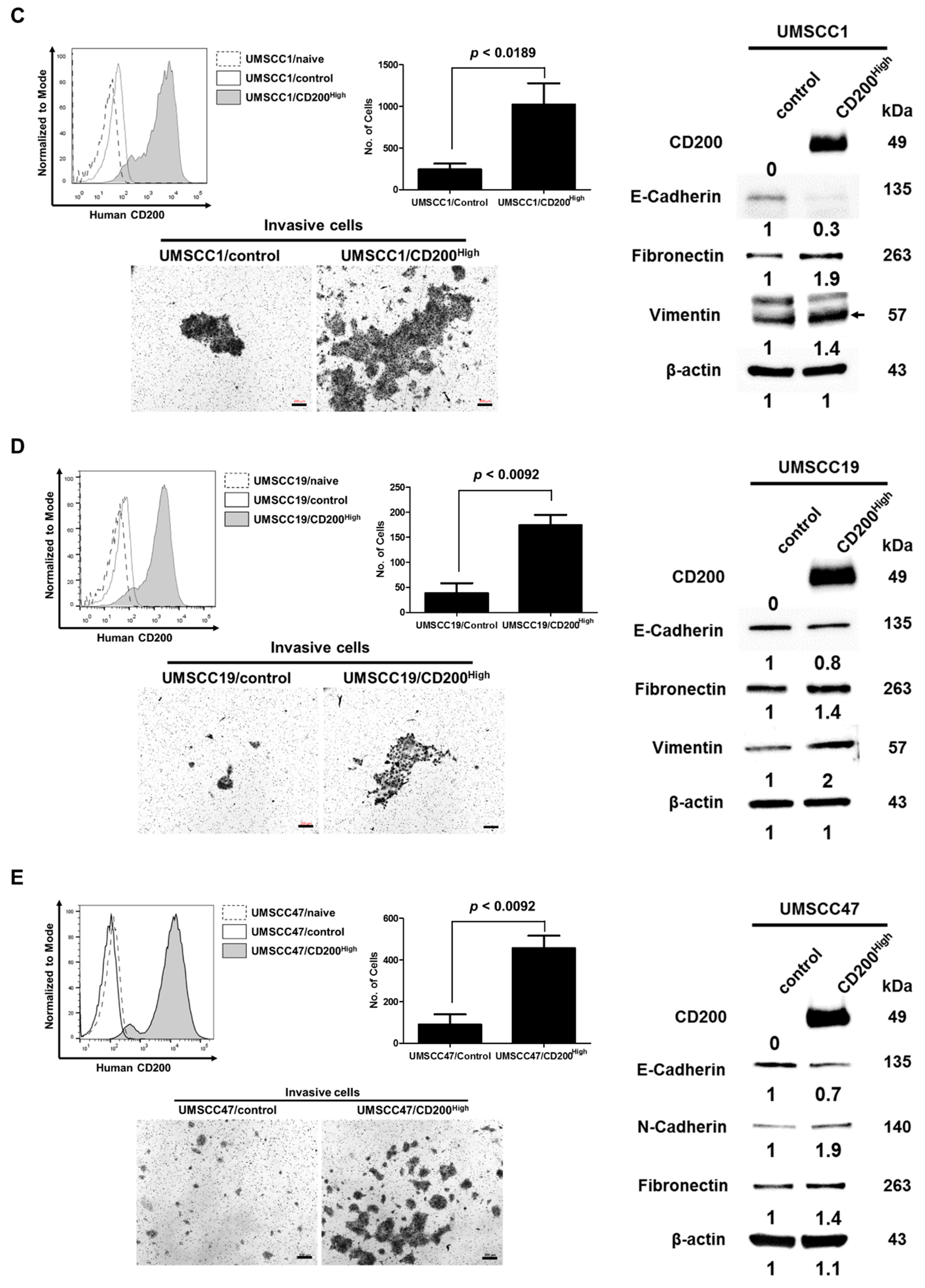 Cancers 11 01583 g001b Cancers 11 01583 g001b