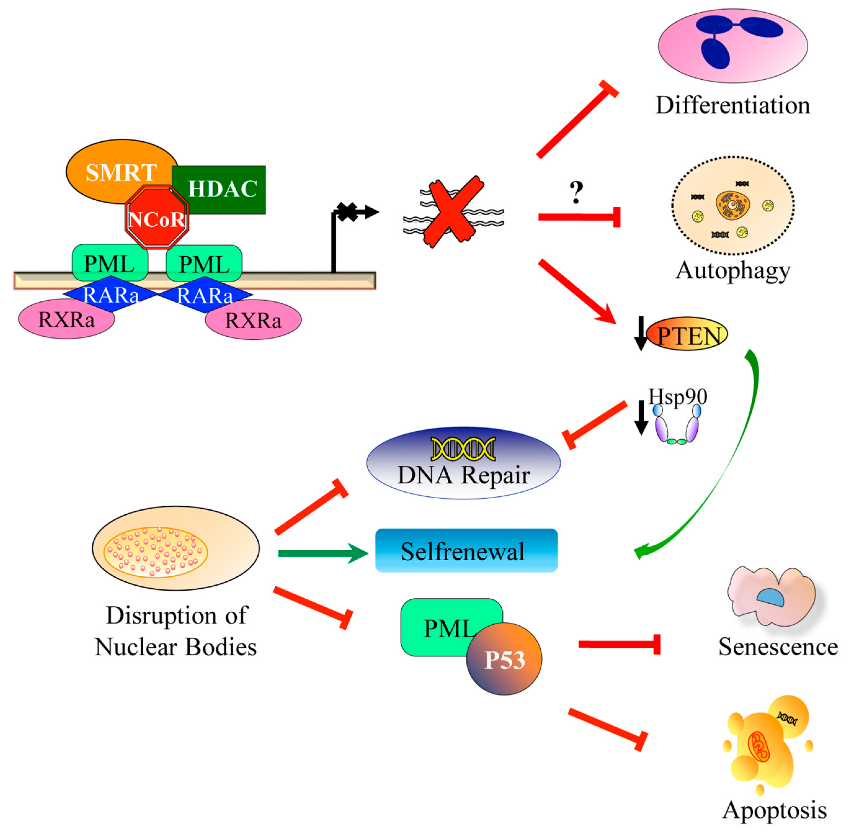 Cancers Free Full Text Acute Promyelocytic Leukemia Update On The Mechanisms Of Leukemogenesis Resistance And On Innovative Treatment Strategies Html Cancers Free Full Text Acute Promyelocytic Leukemia Update On The Mechanisms Of Leukemogenesis Resistance And On Innovative Treatment Strategies Html