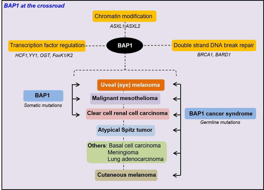 is stage 4 prostate cancer survivable