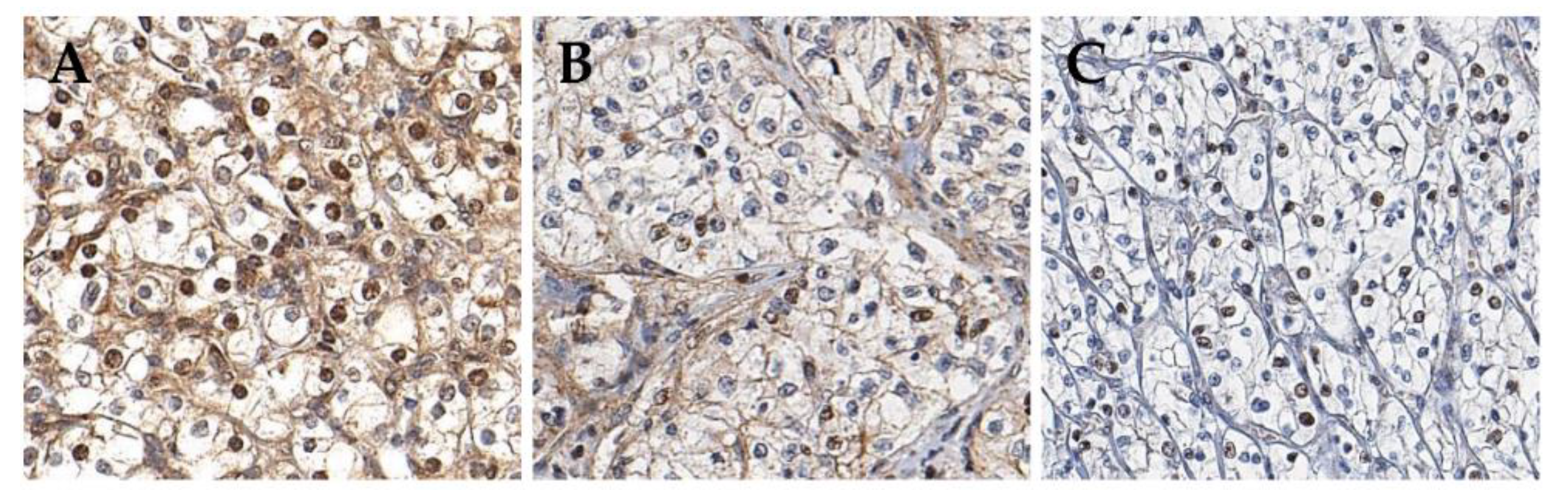 Cancers 11 01602 g001 Cancers 11 01602 g001