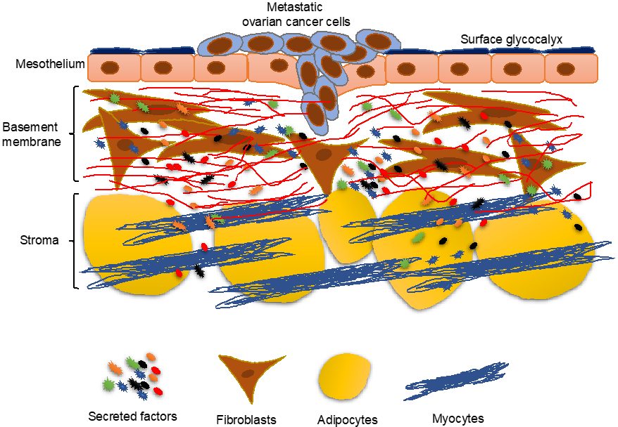 Cancers 11 01608 g001