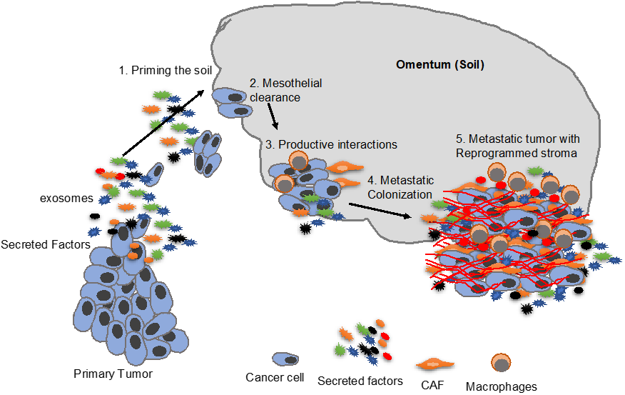 Cancers 11 01608 g002