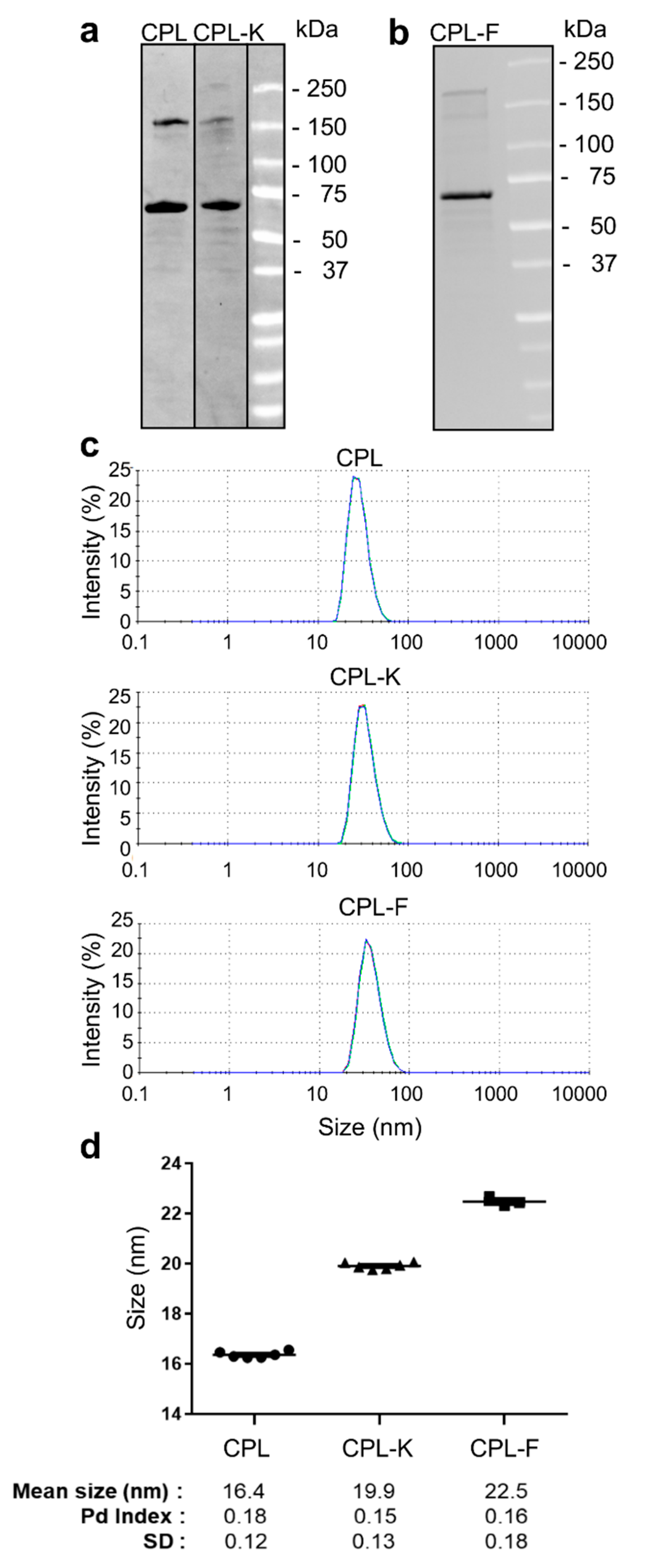 Cancers 11 01609 g001 Cancers 11 01609 g001