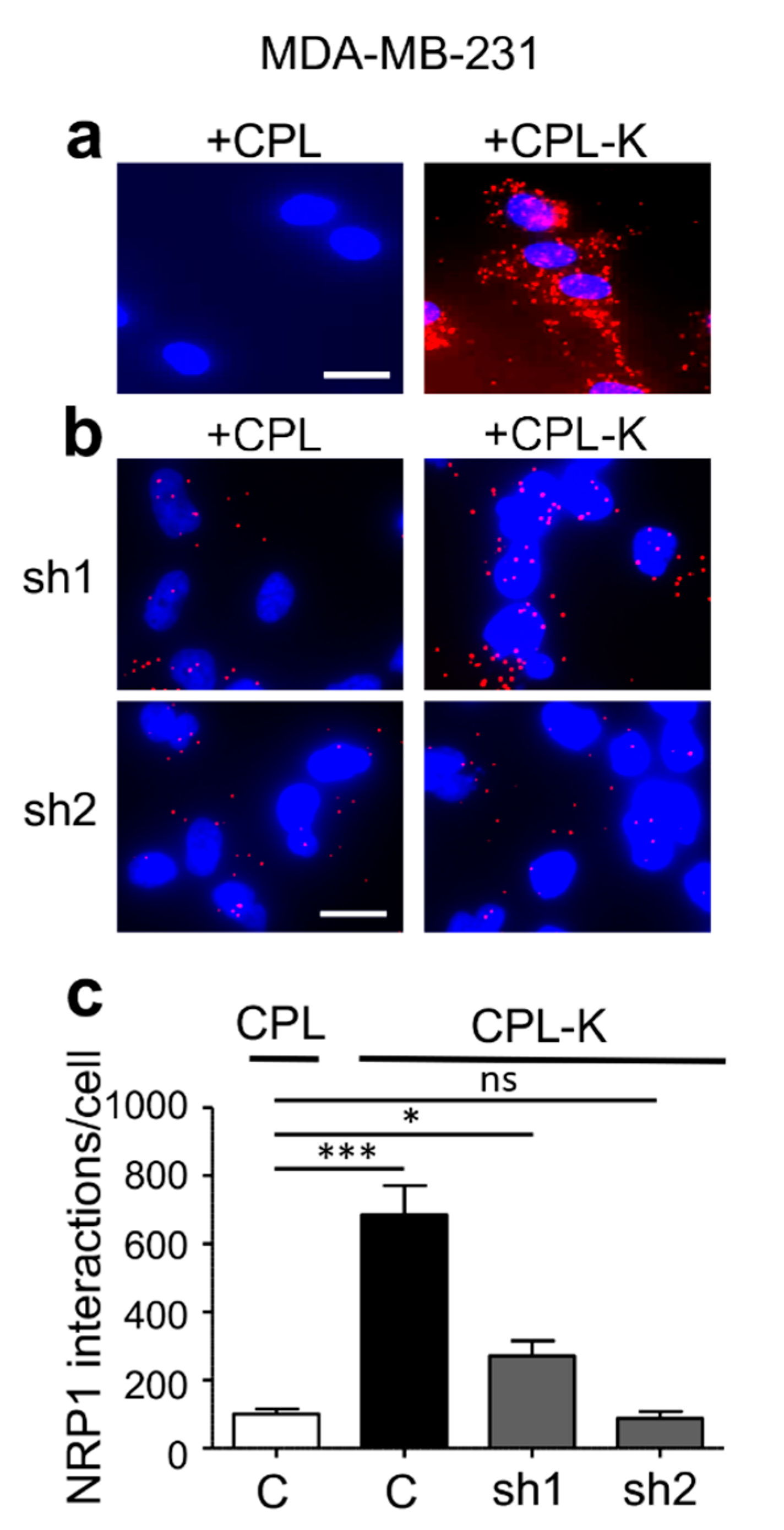Cancers 11 01609 g002 Cancers 11 01609 g002