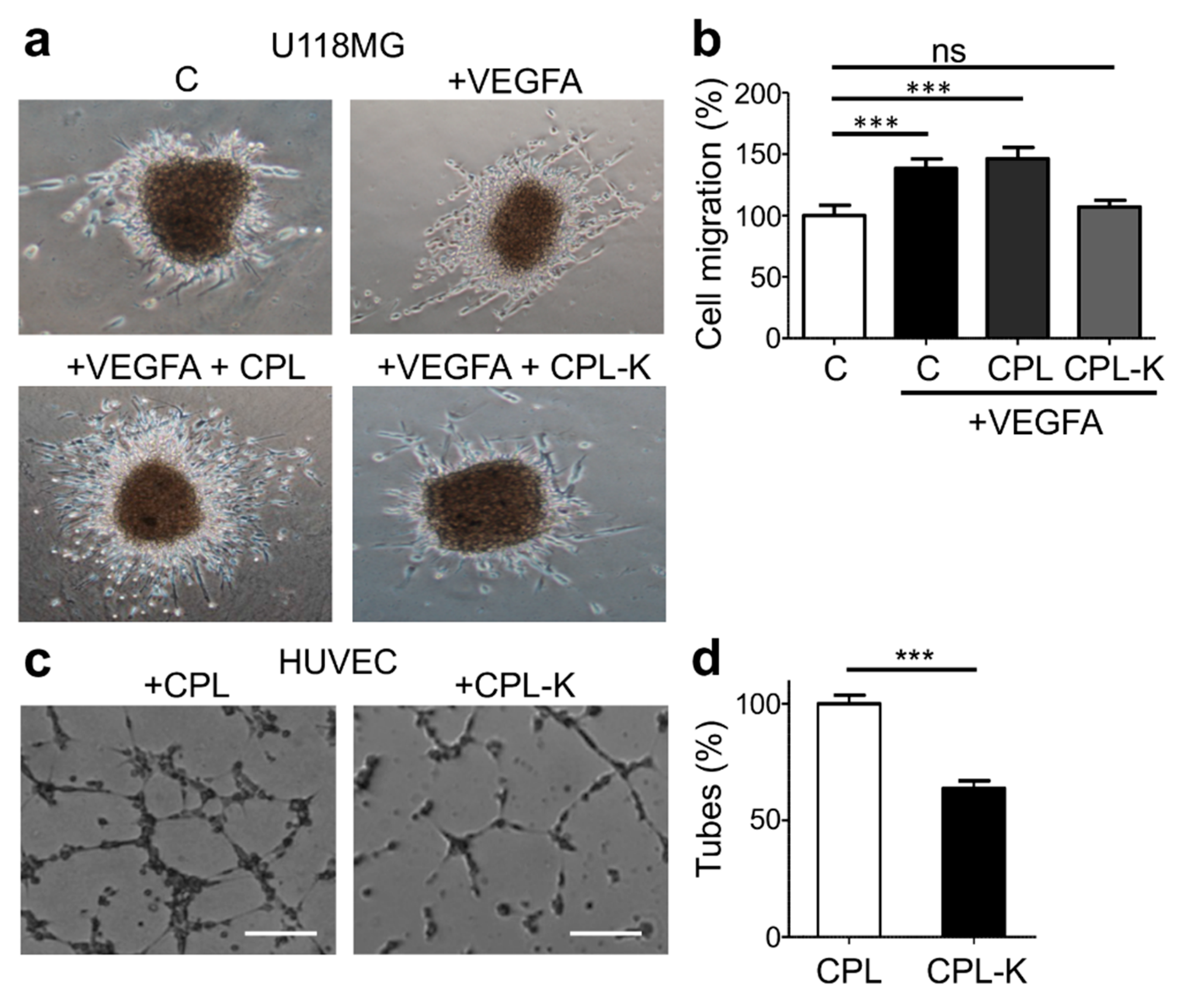 Cancers 11 01609 g004 Cancers 11 01609 g004
