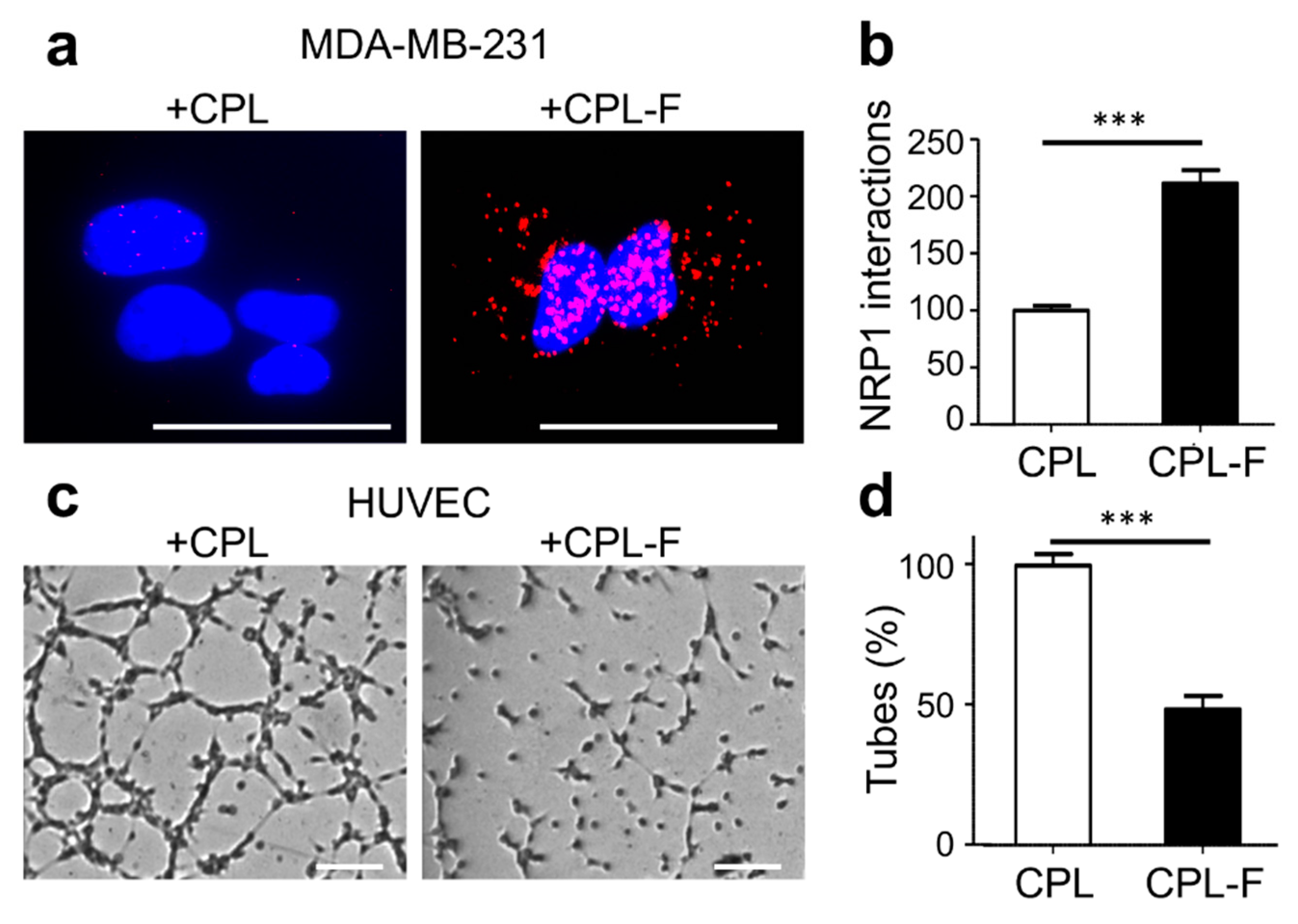 Cancers 11 01609 g005 Cancers 11 01609 g005