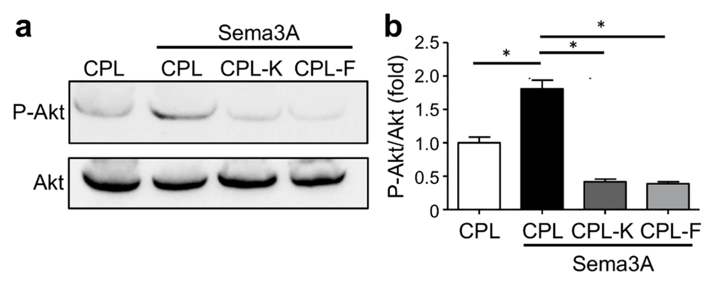 Cancers 11 01609 g006 Cancers 11 01609 g006