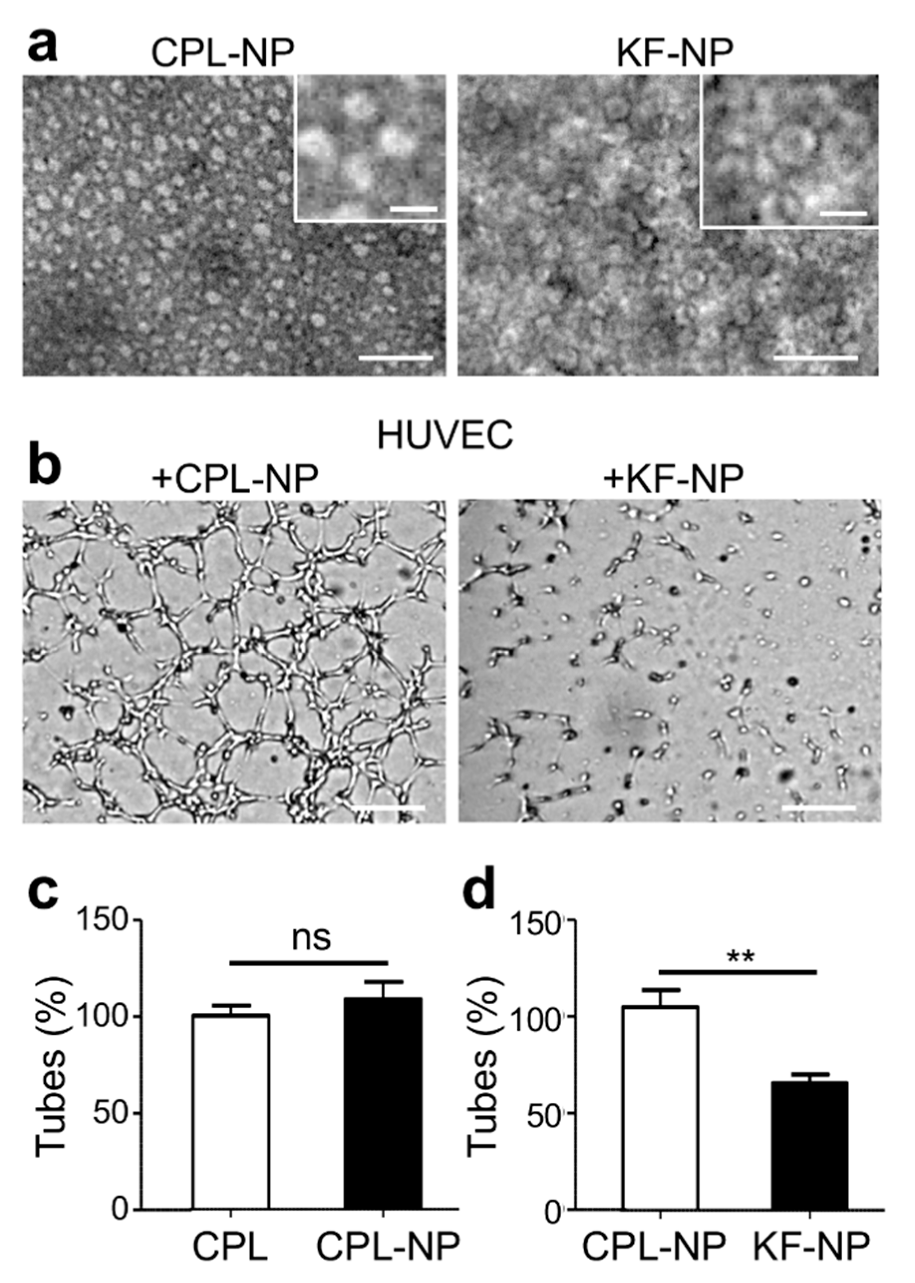 Cancers 11 01609 g007 Cancers 11 01609 g007