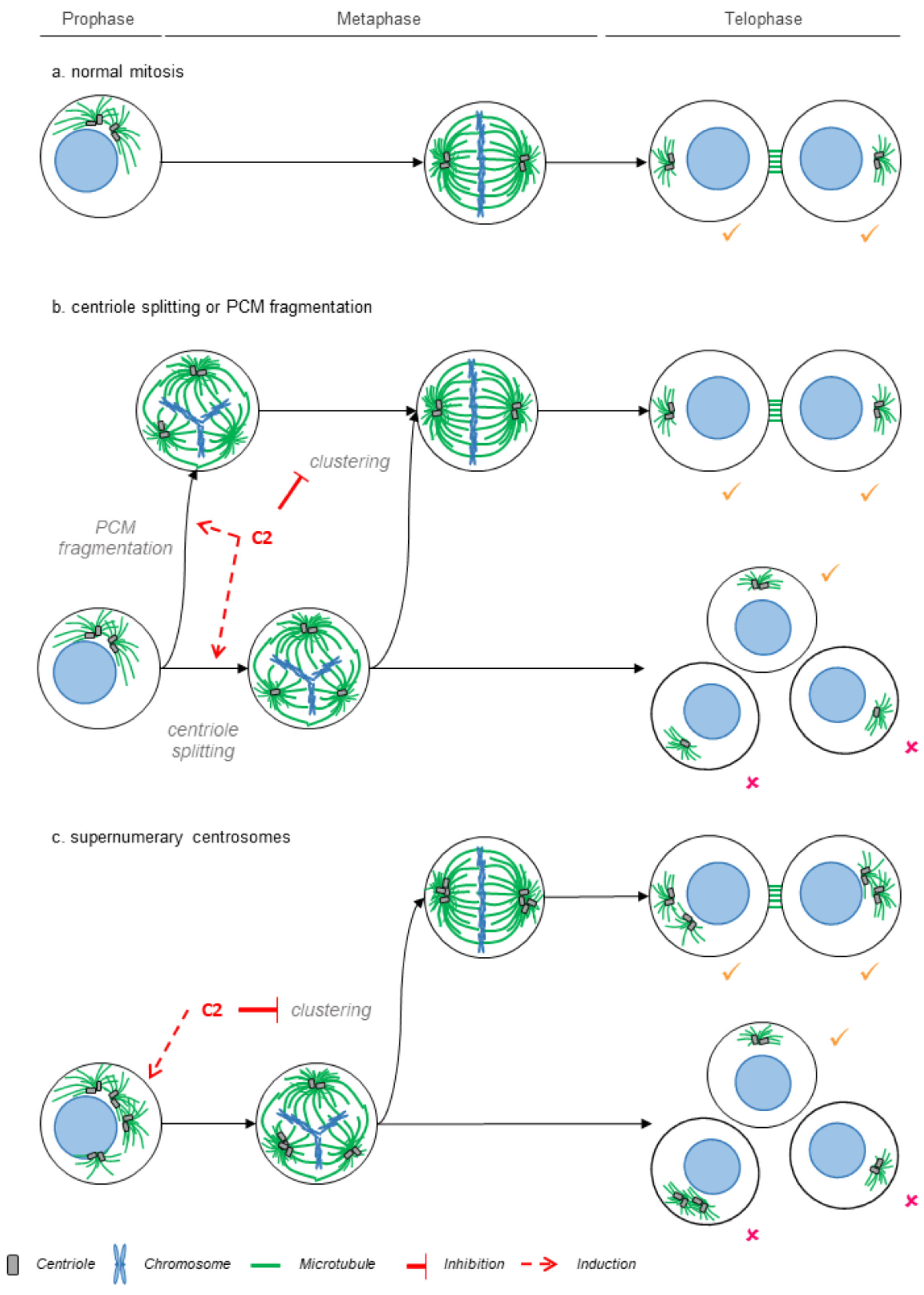Cancers Free Full Text Identification Of A Synergistic Multi Drug Combination Active In Cancer Cells Via The Prevention Of Spindle Pole Clustering Html