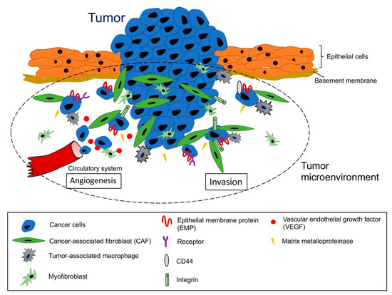 Mab 様 The Pivotal Roles of the Epithelial Membrane Protein Family