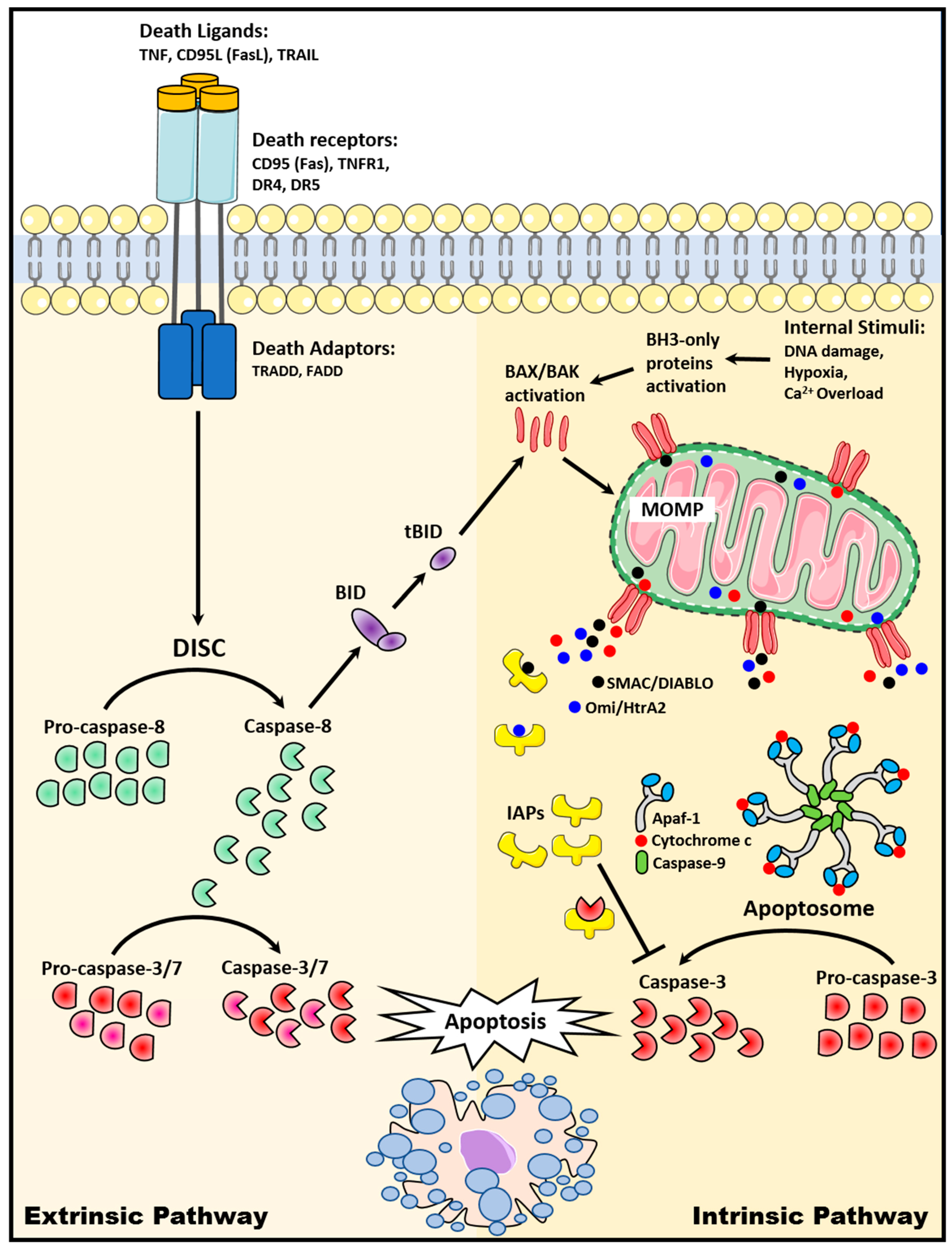 Cancers | Free Full-Text | Destined to Die: Apoptosis and 