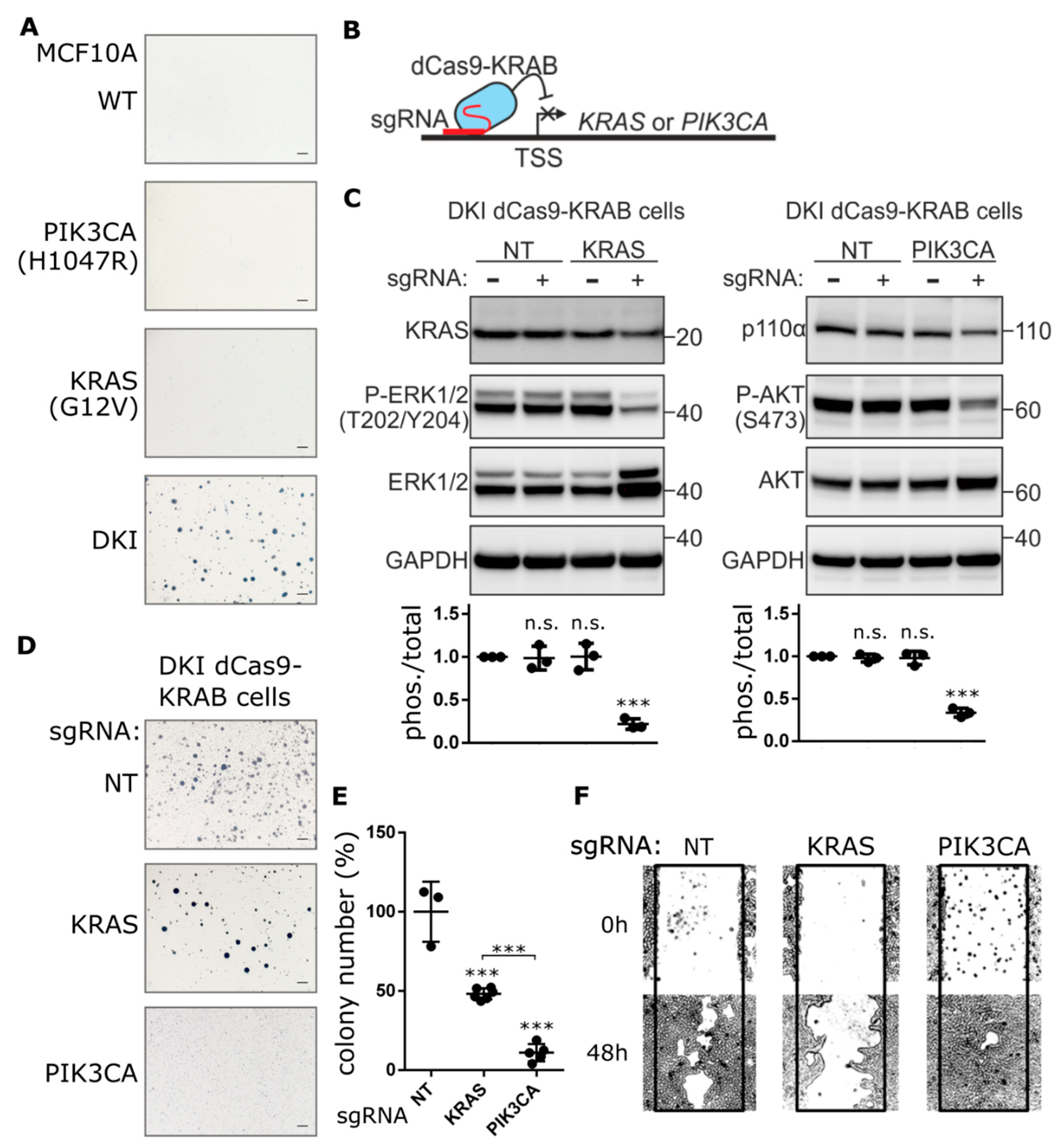 Cancers 11 01634 g001