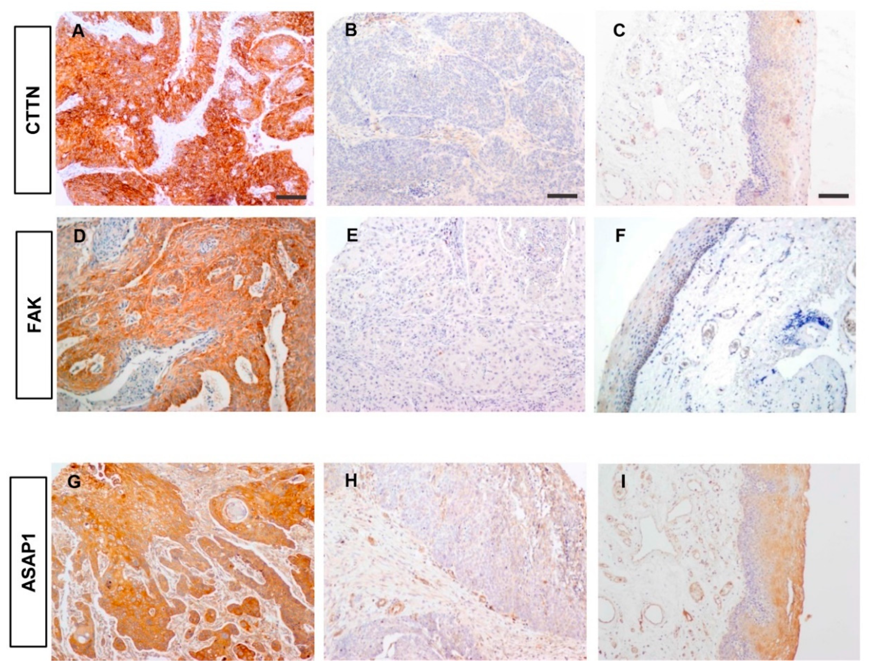 Cancers 11 01644 g003 Cancers 11 01644 g003