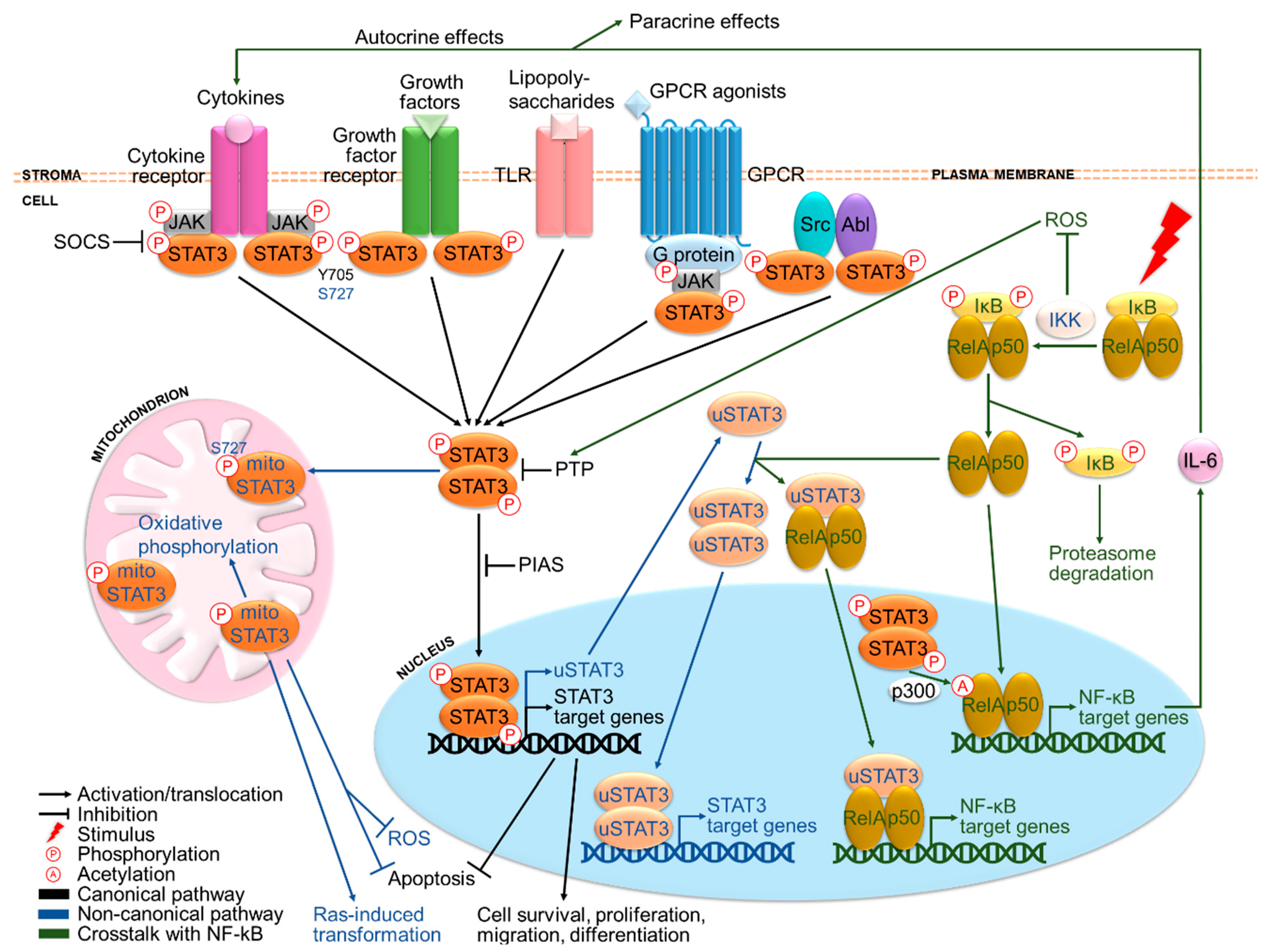 Cancers | Free Full-Text | STAT3: An Emerging Therapeutic Target 