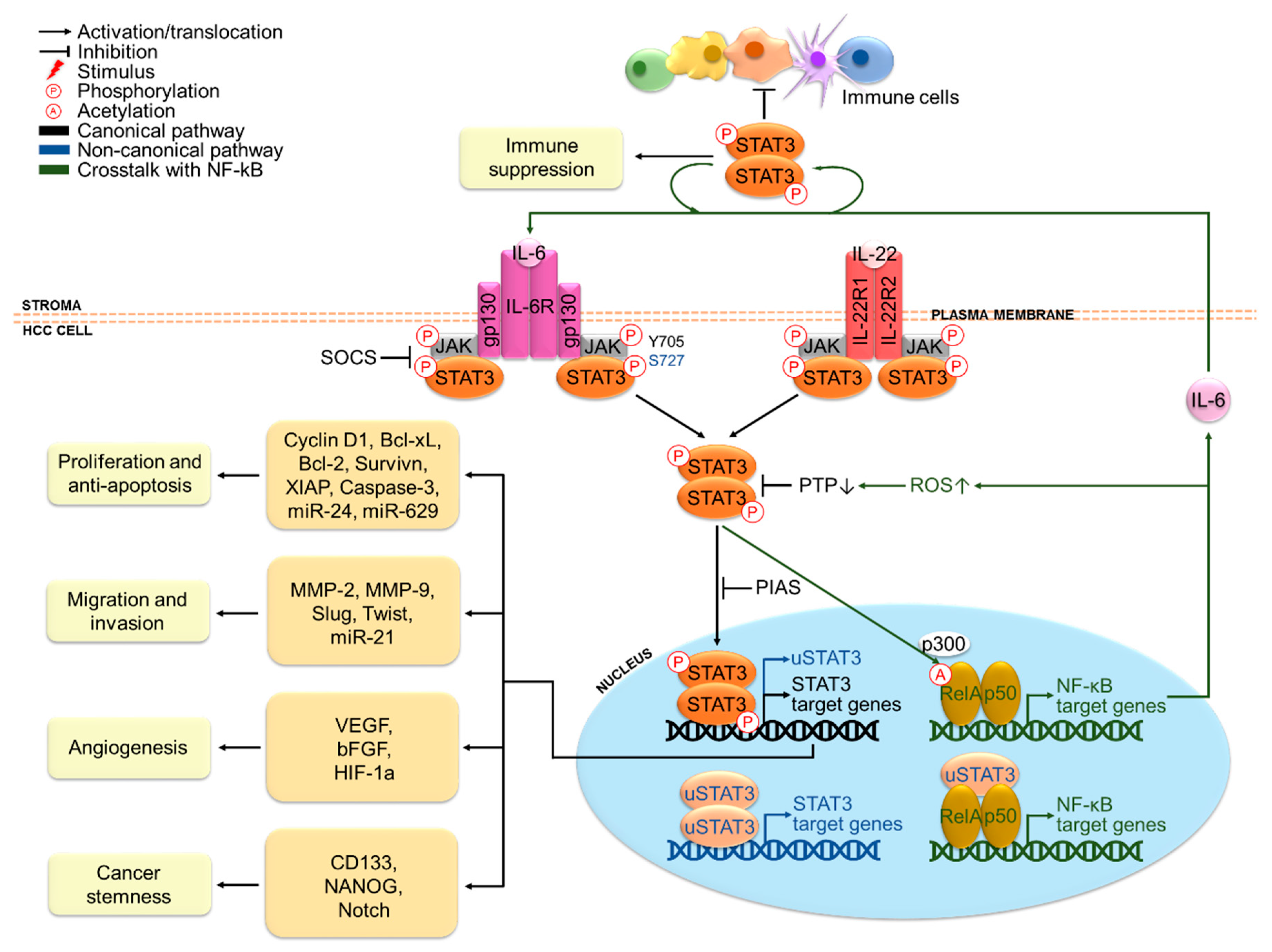 Stat3/hif-1. Digital blood pressure monitor манжета. Stat c. Stat си. Stat си.