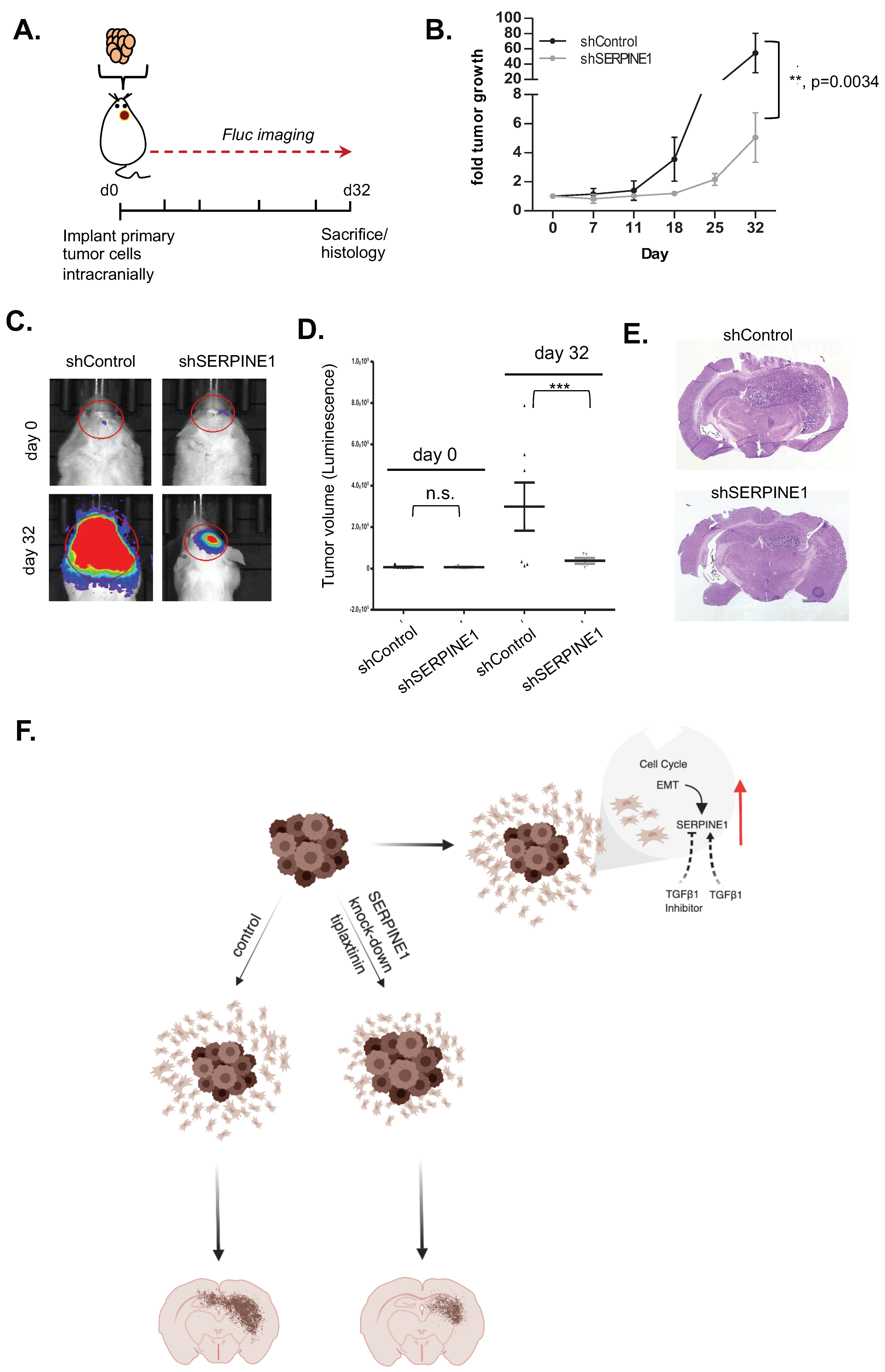Cancers 11 01651 g006