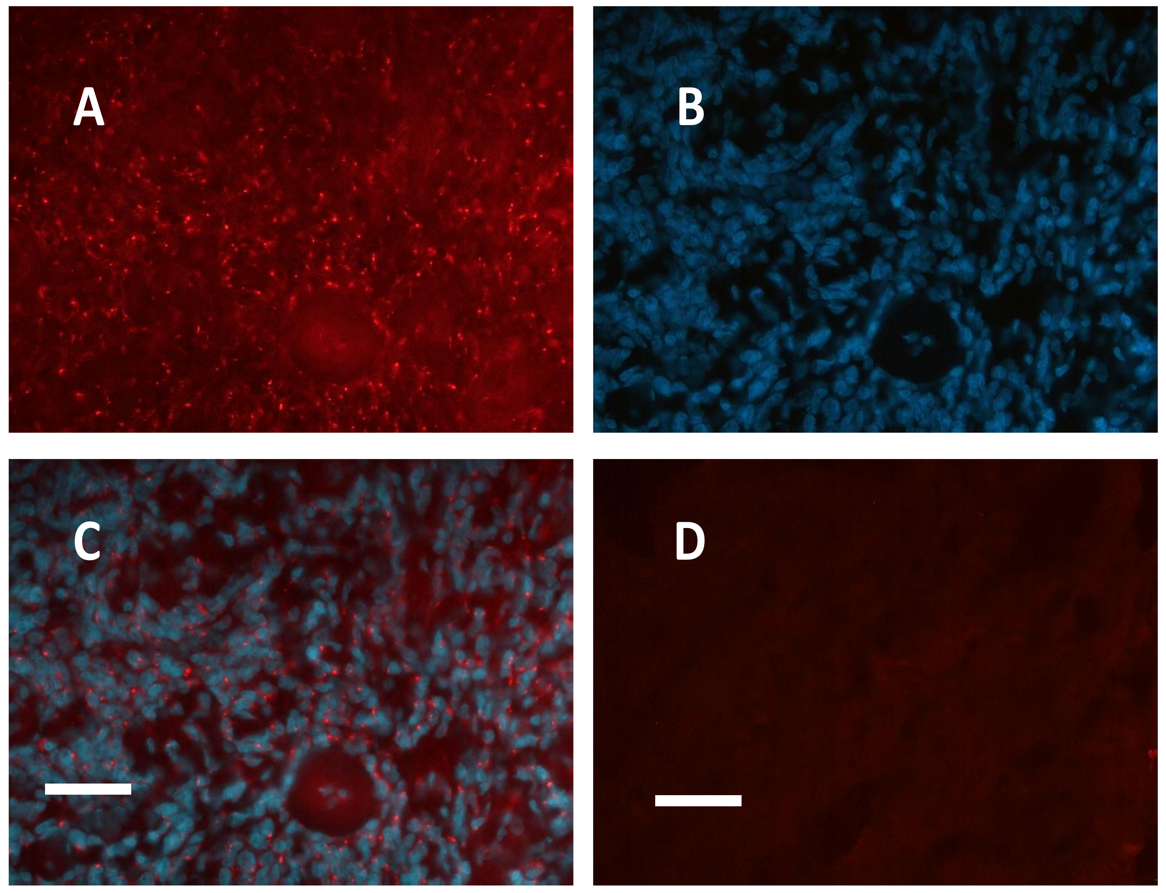 Cancers 11 01686 g001