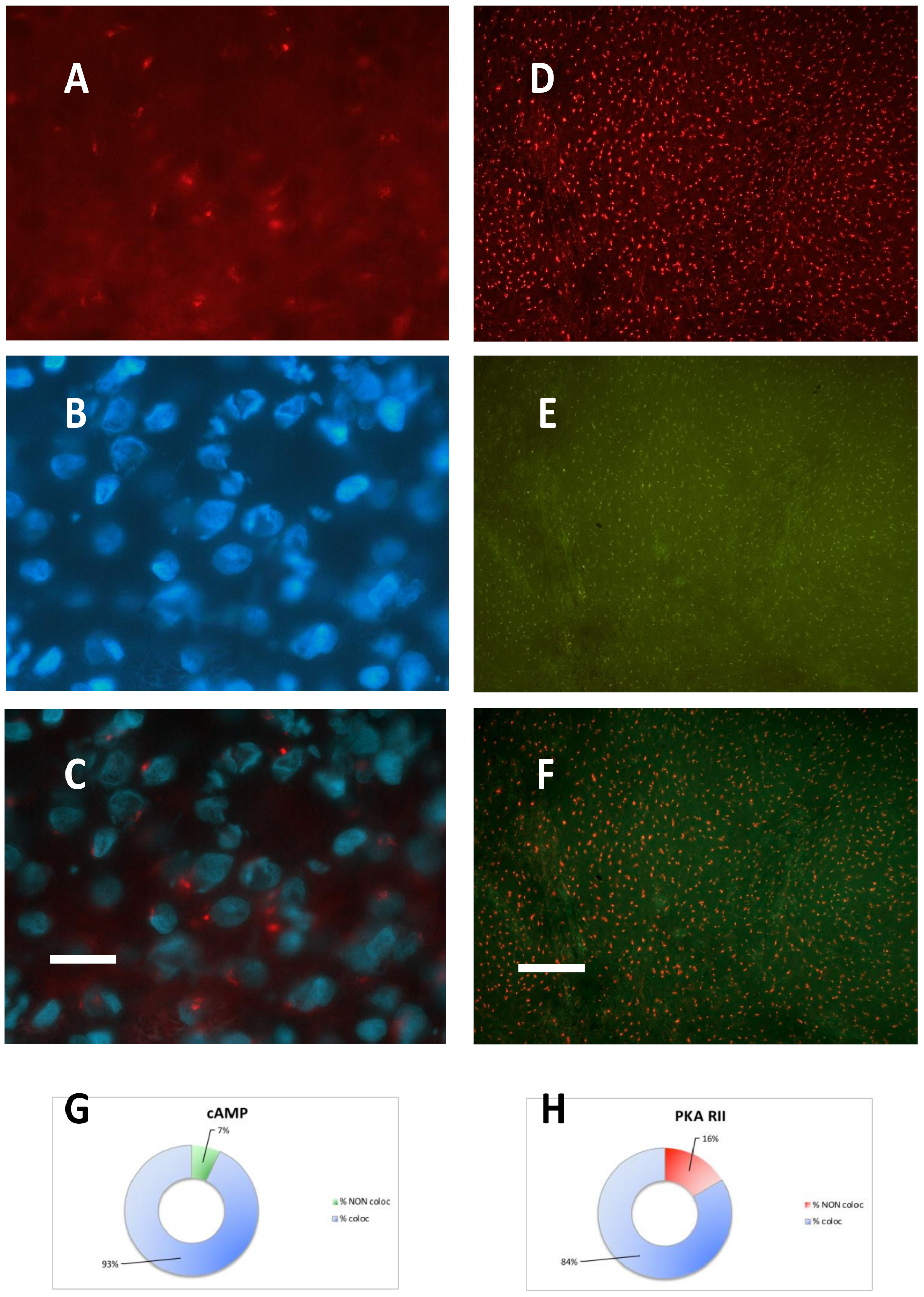 Cancers 11 01686 g002