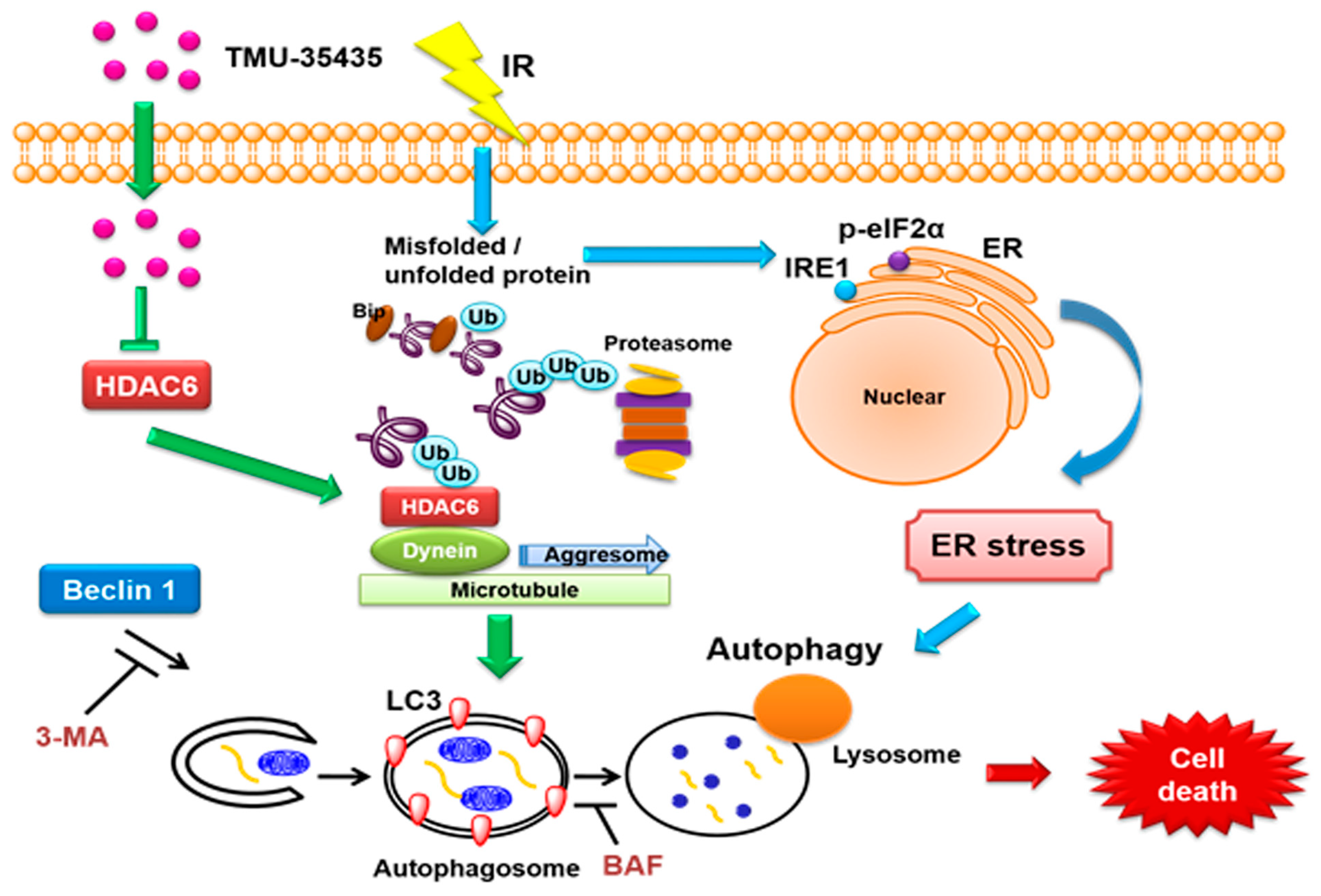 Cancers Free FullText A New Histone Deacetylase Inhibitor Enhances