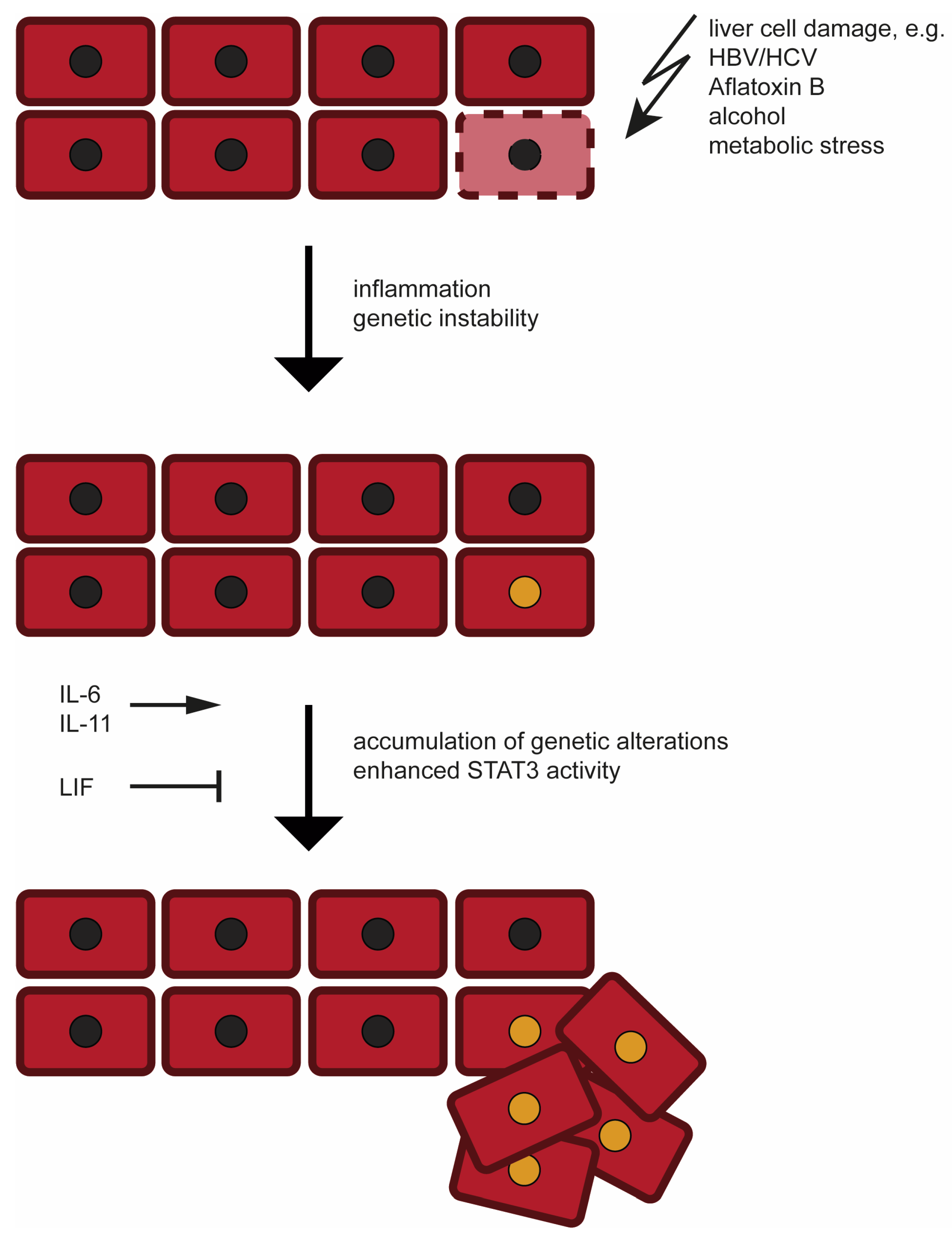 Cancers 11 01704 g001
