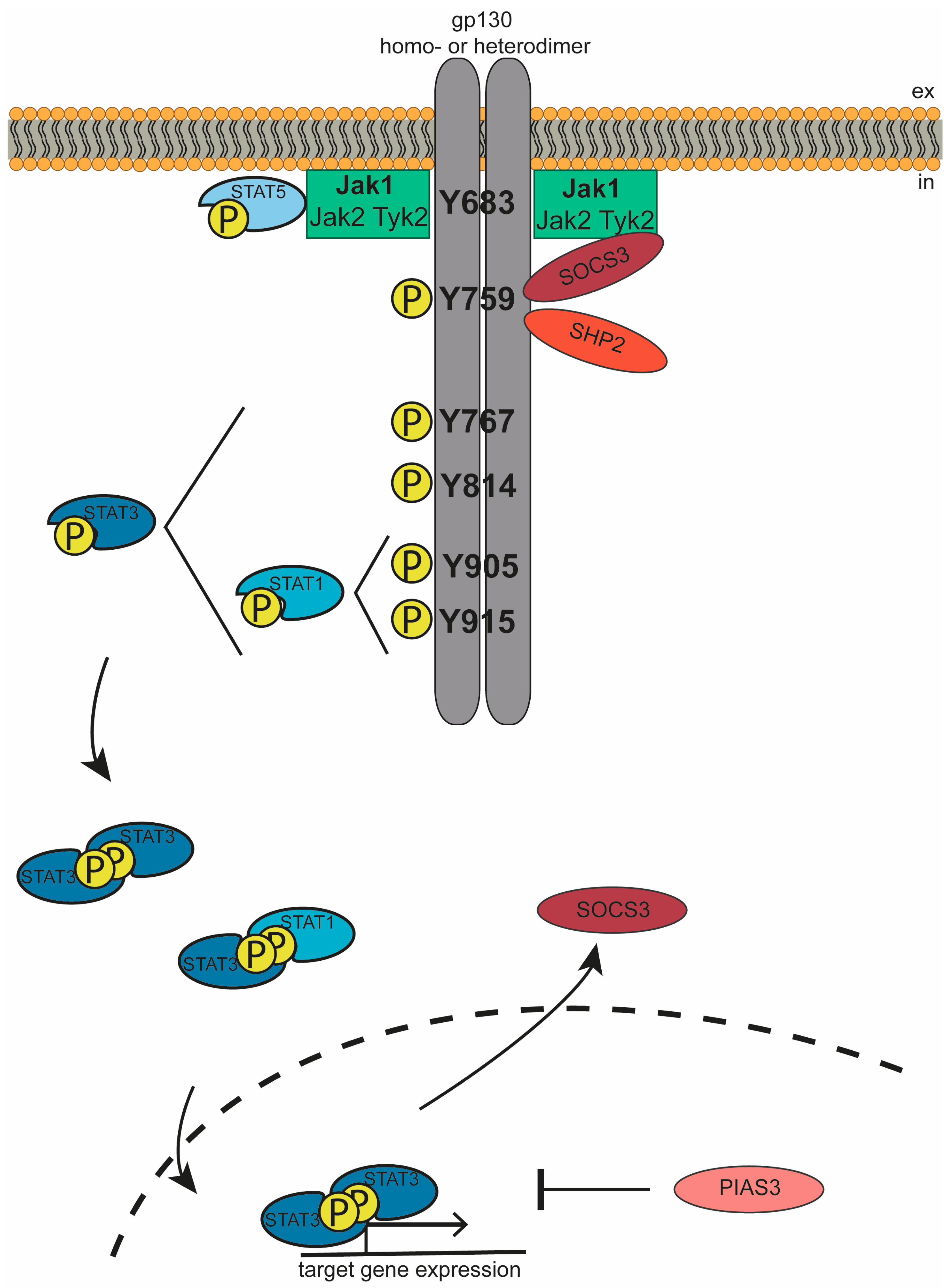Cancers 11 01704 g002