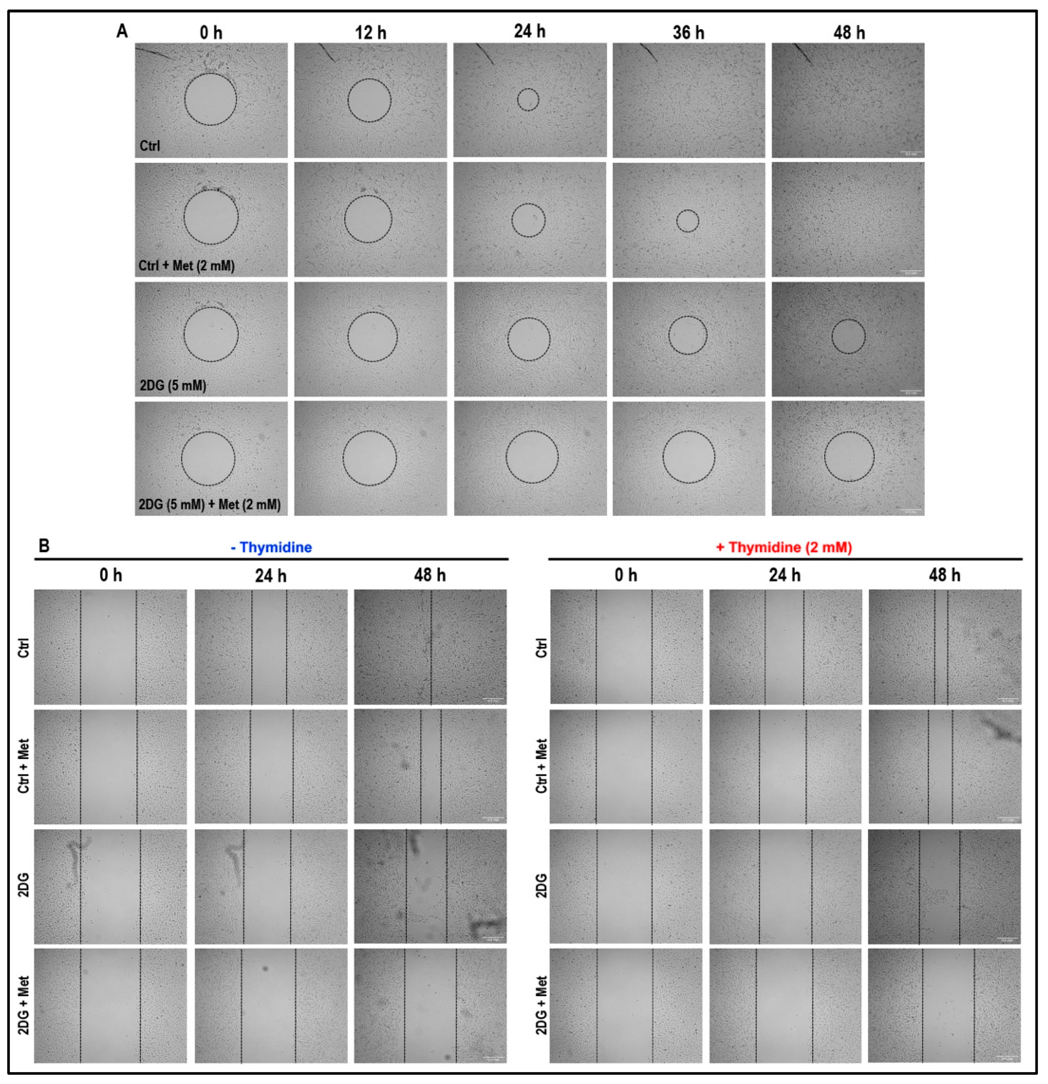 Cancers 11 01737 g008 Cancers 11 01737 g008