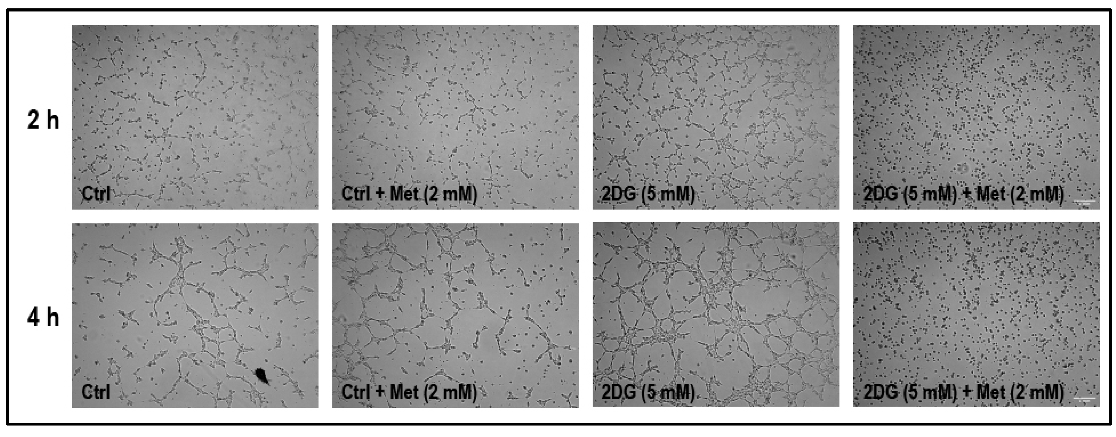 Cancers 11 01737 g009 Cancers 11 01737 g009