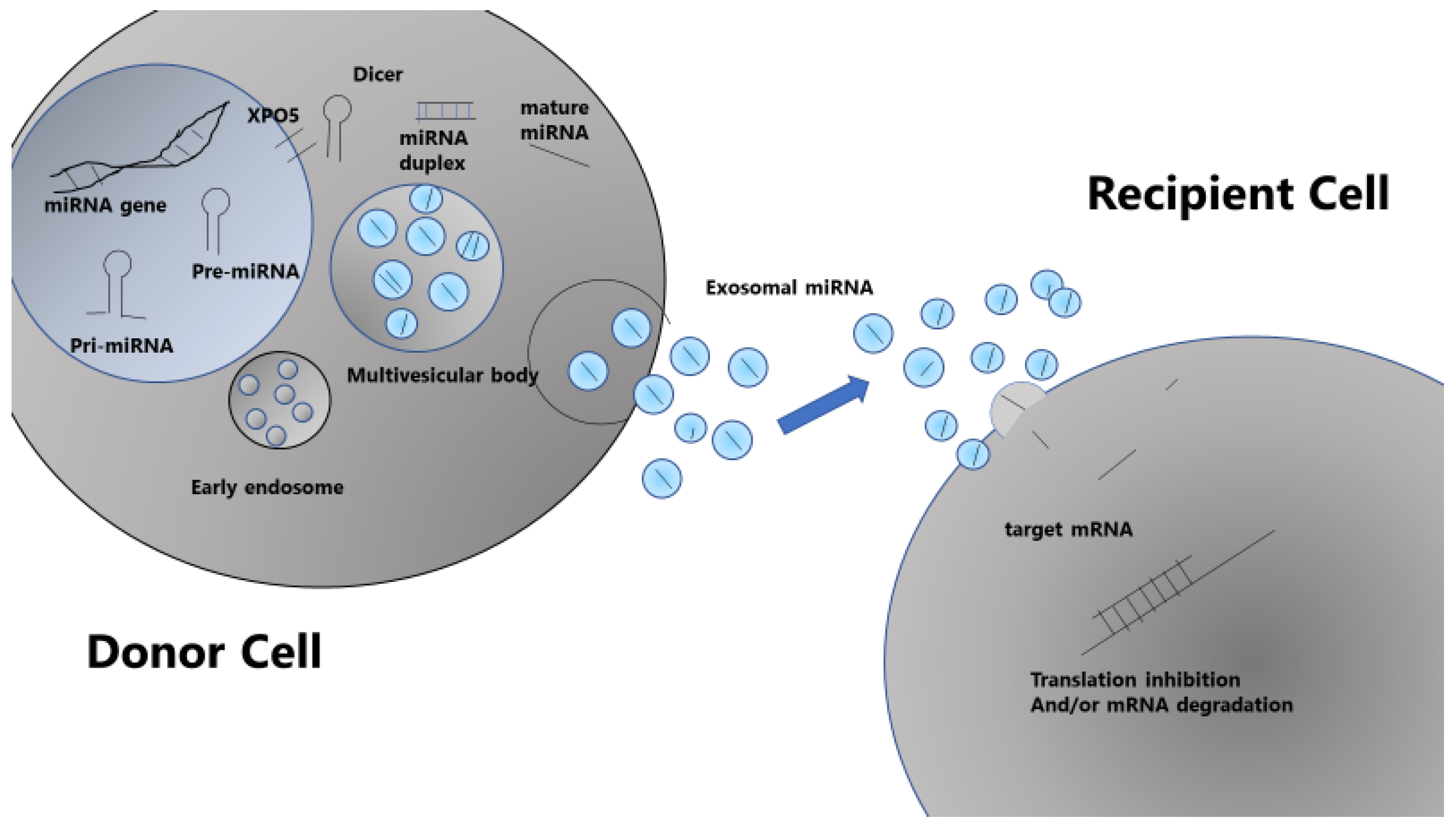 The Role and Function of microRNA in the Pathogenesis of Multiple Myeloma