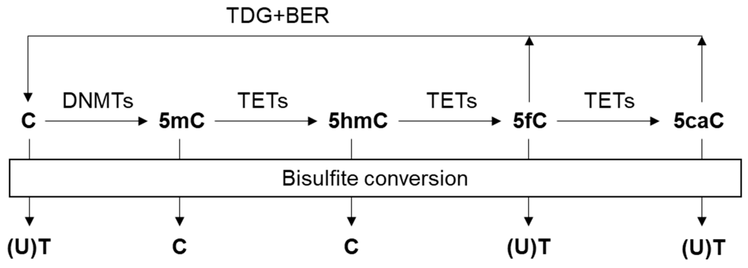 Cancers 11 01741 g001 Cancers 11 01741 g001